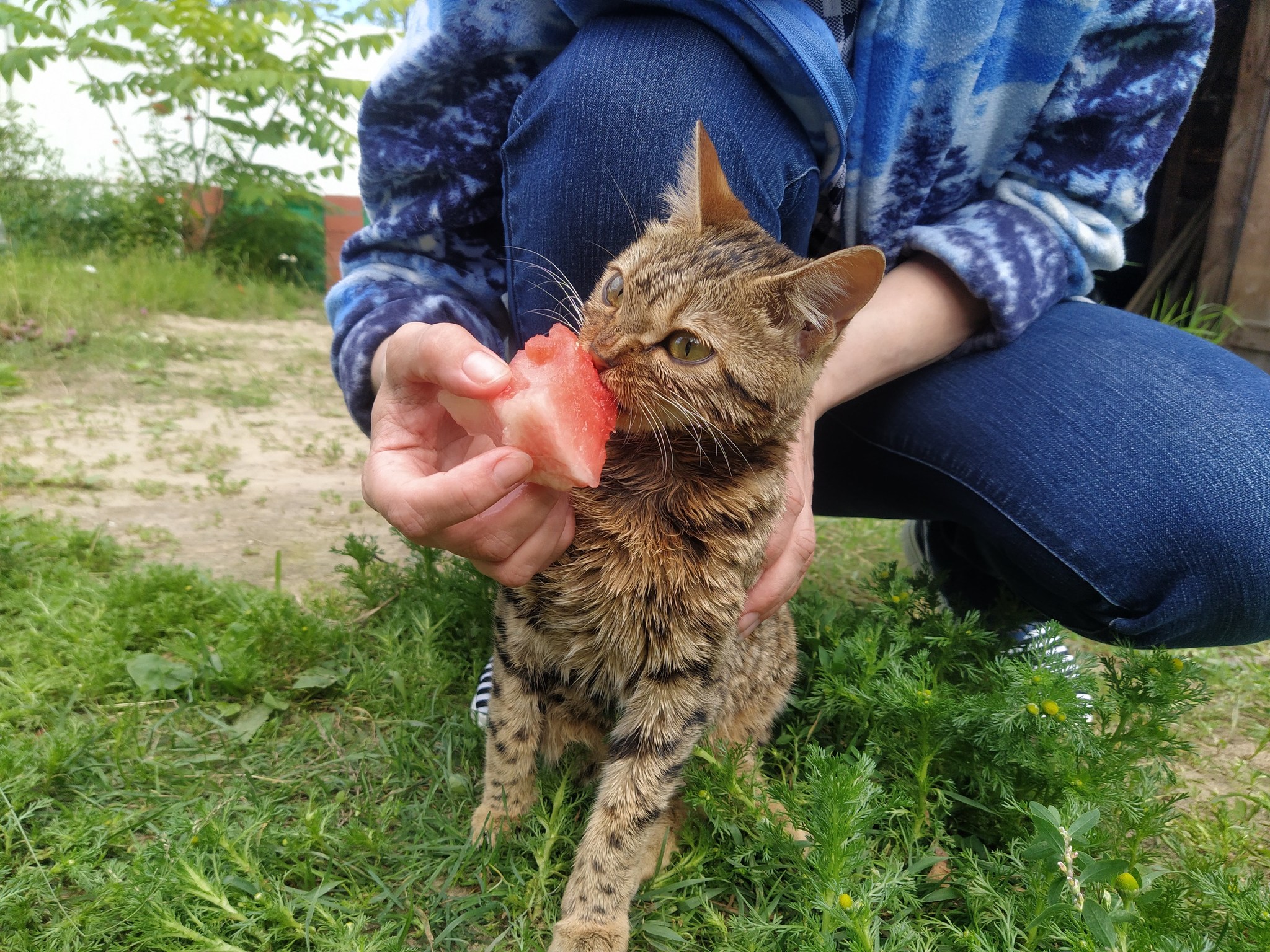 Continuation of the post The Beaten Cat Chronicles, continued - My, cat, Walk, Bengal cat, Watermelon, Dacha, Reply to post, Longpost