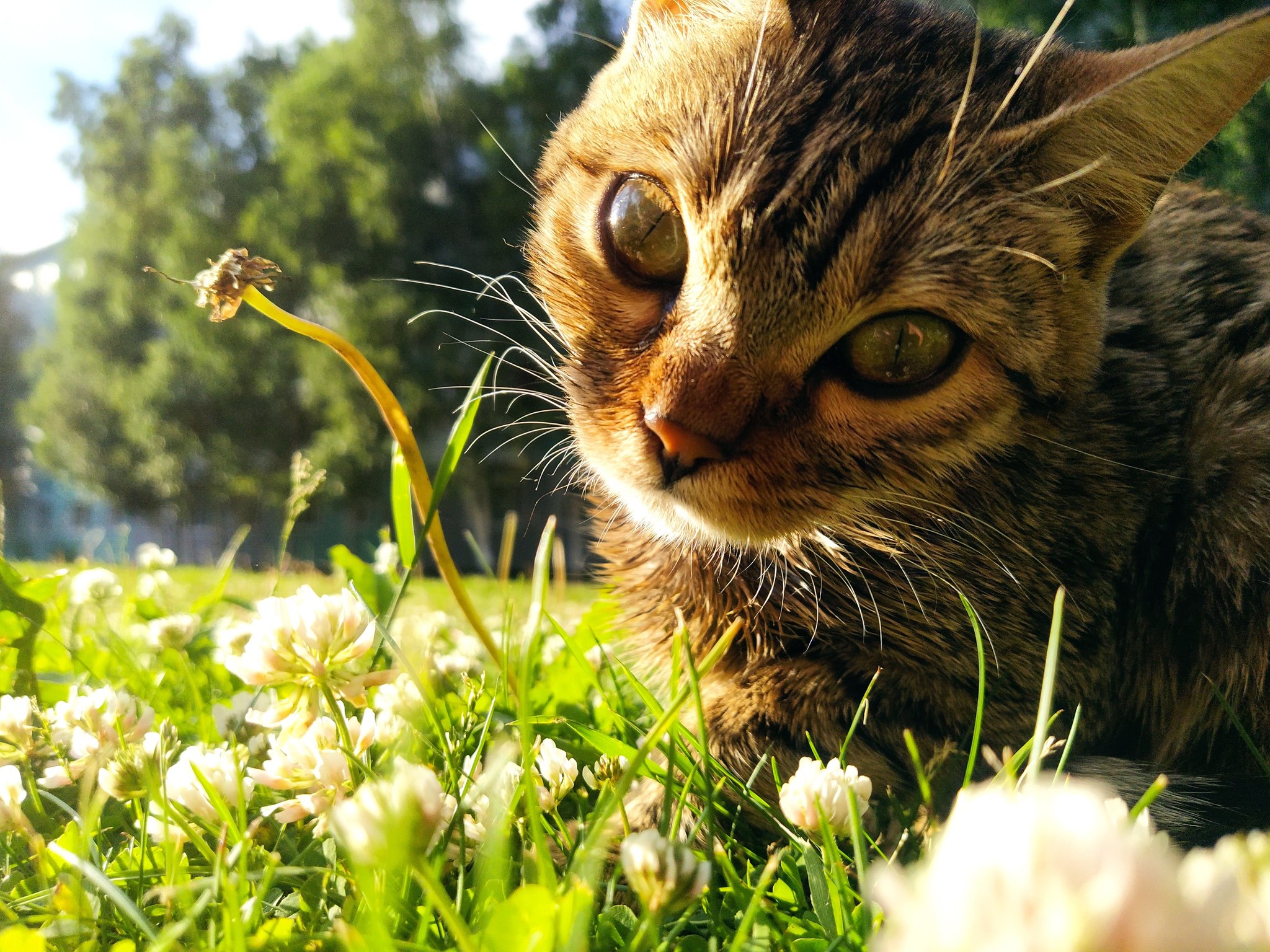 Continuation of the post The Beaten Cat Chronicles, continued - My, cat, Walk, Bengal cat, Watermelon, Dacha, Reply to post, Longpost