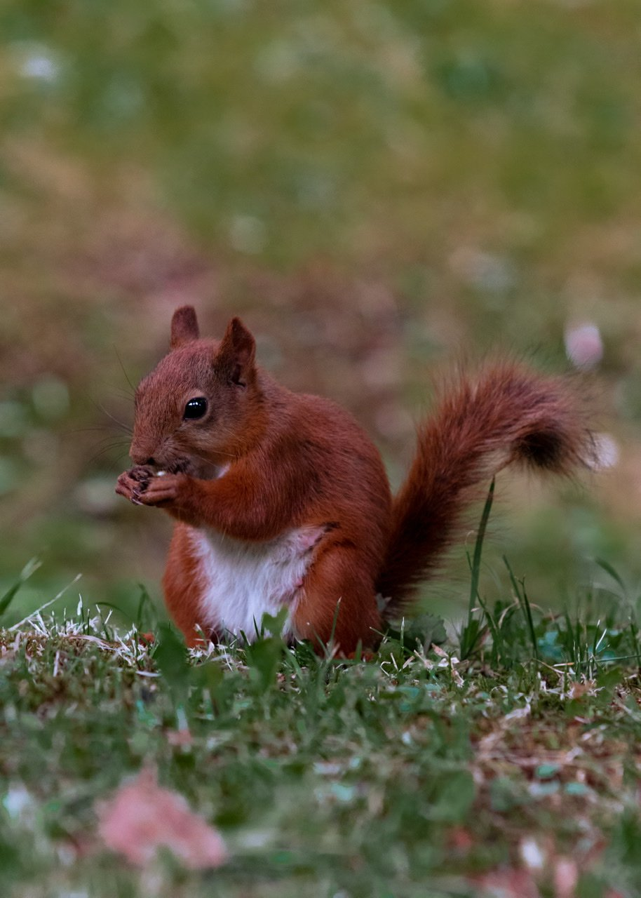 Squirrel with a nut - Squirrel, Young, Wild animals, The national geographic, The photo, beauty of nature, Rodents