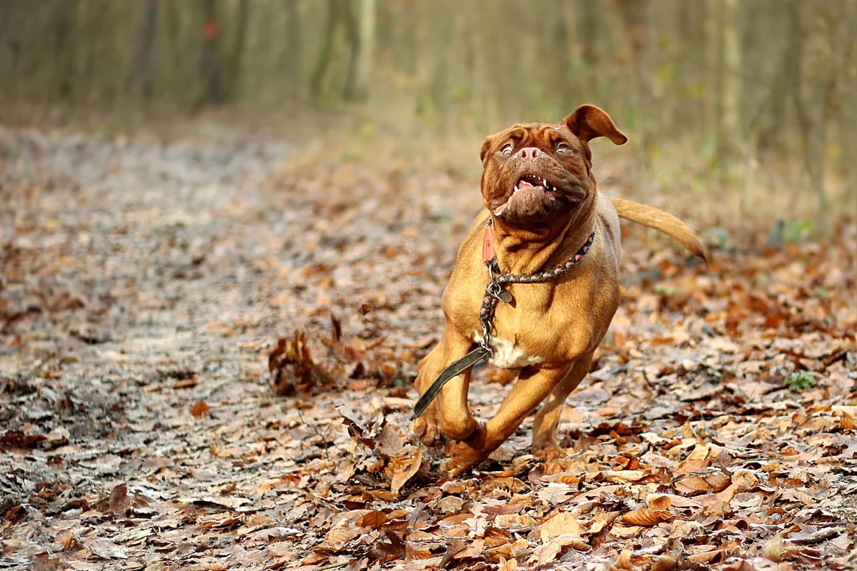 Dogue de Bordeaux: a few disadvantages of large French moloss - Animals, Dog, Great Dane of Bordeaux, Yandex Zen, Longpost