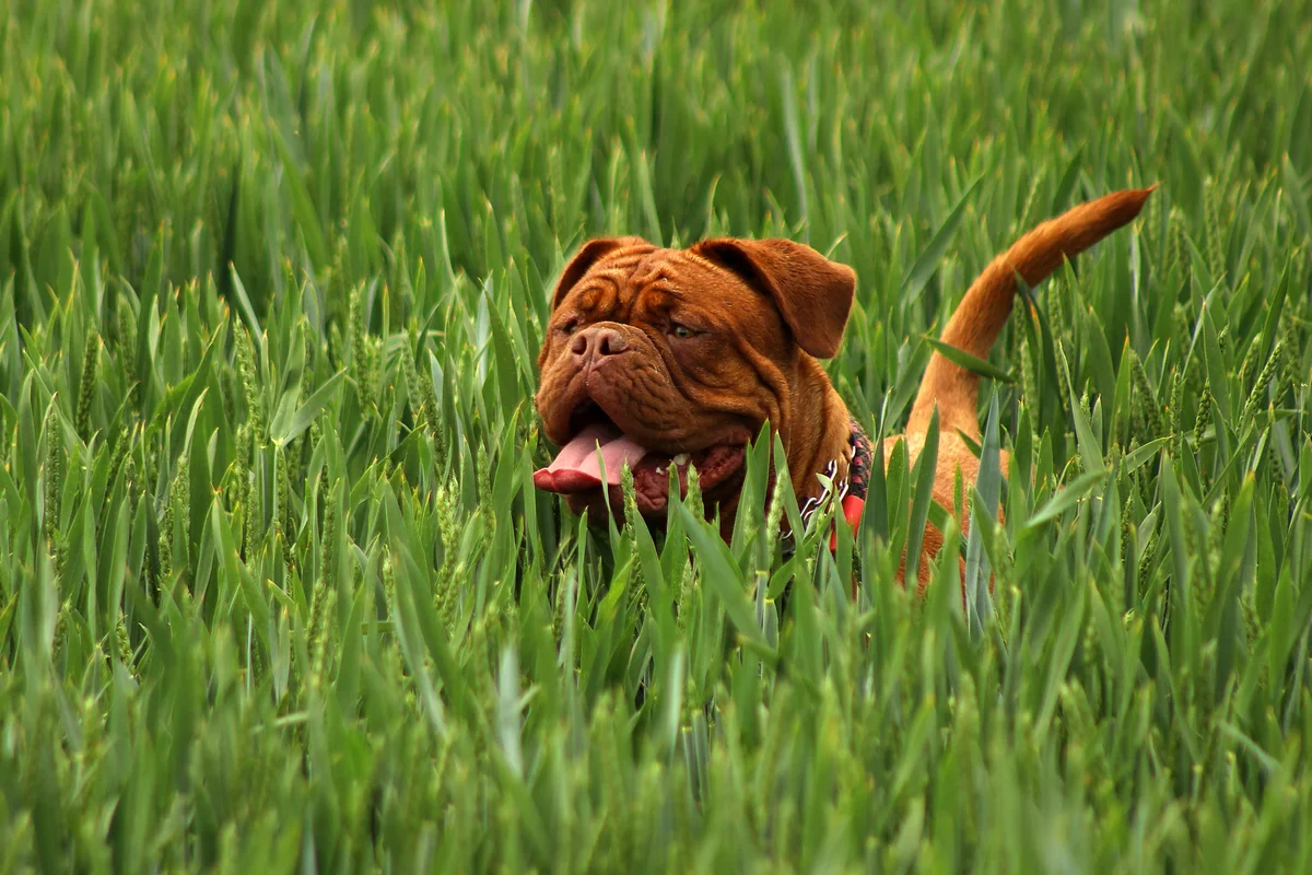 Dogue de Bordeaux: a few disadvantages of large French moloss - Animals, Dog, Great Dane of Bordeaux, Yandex Zen, Longpost