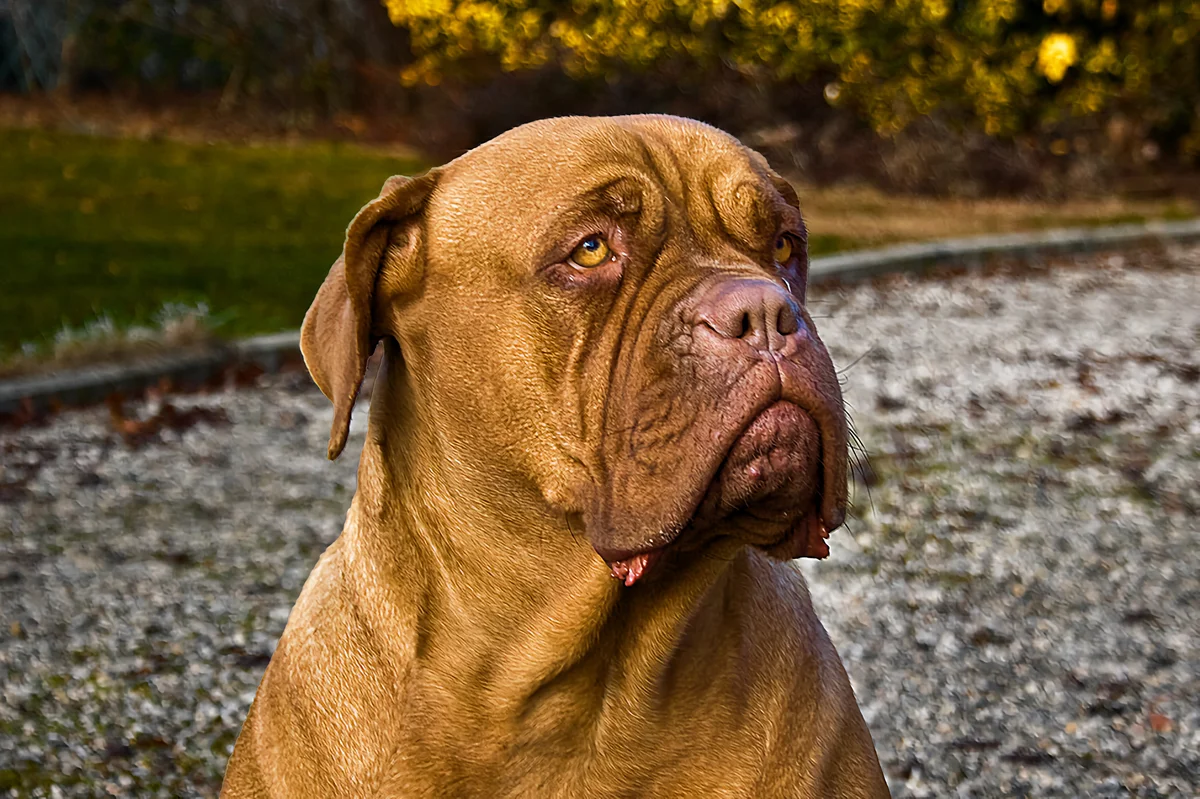 Dogue de Bordeaux: a few disadvantages of large French moloss - Animals, Dog, Great Dane of Bordeaux, Yandex Zen, Longpost