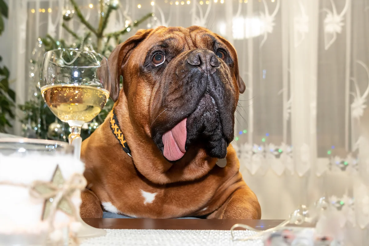 Dogue de Bordeaux: a few disadvantages of large French moloss - Animals, Dog, Great Dane of Bordeaux, Yandex Zen, Longpost