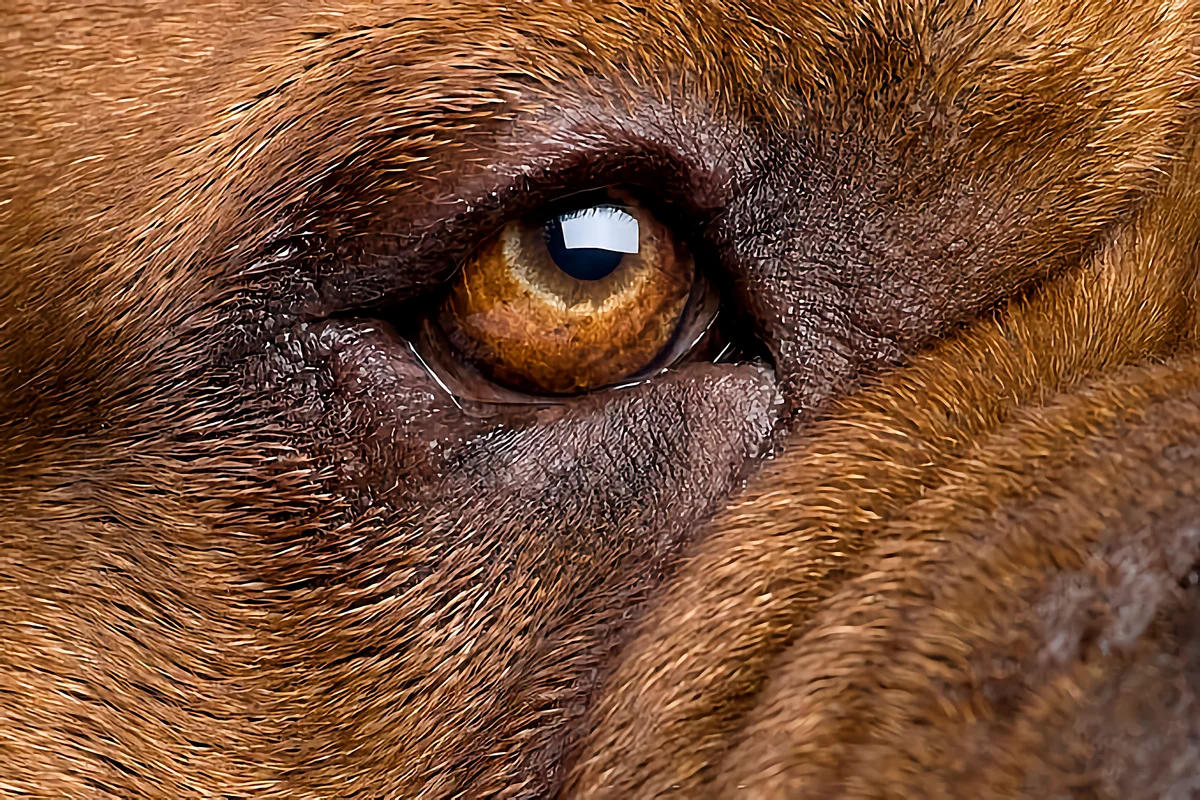 Dogue de Bordeaux: a few disadvantages of large French moloss - Animals, Dog, Great Dane of Bordeaux, Yandex Zen, Longpost