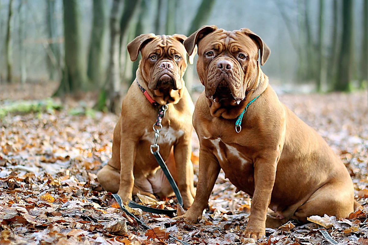 Dogue de Bordeaux: a few disadvantages of large French moloss - Animals, Dog, Great Dane of Bordeaux, Yandex Zen, Longpost