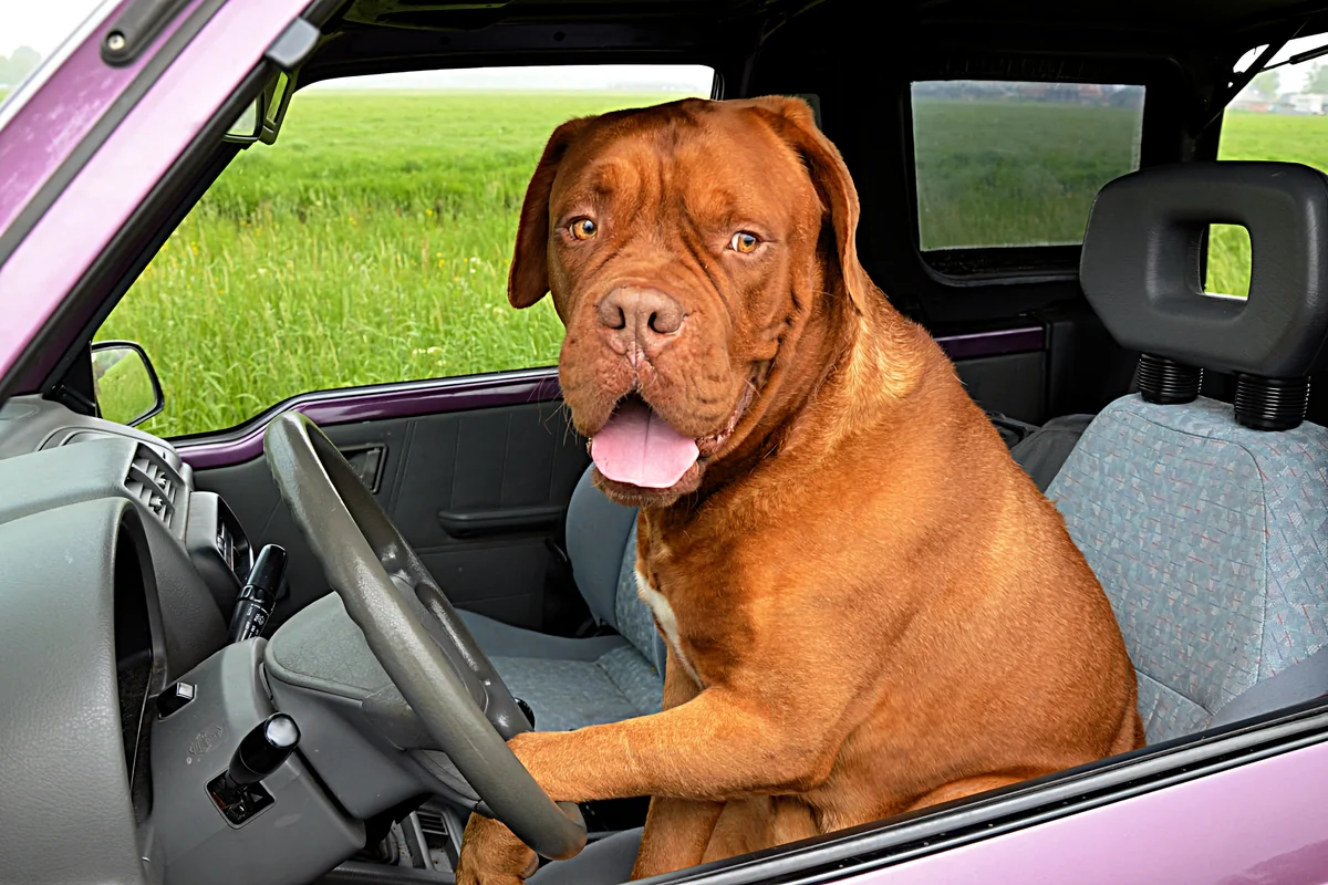 Dogue de Bordeaux: a few disadvantages of large French moloss - Animals, Dog, Great Dane of Bordeaux, Yandex Zen, Longpost