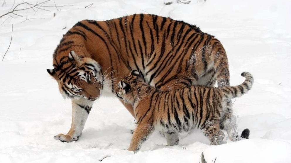 Baleen and striped summit: how and why International Tiger Day appeared - Tiger, Amur tiger, Bengal tiger, Big cats, Cat family, Protection of Nature, Animal protection, Red Book, , Wild animals, Predator, Interesting, date, Longpost