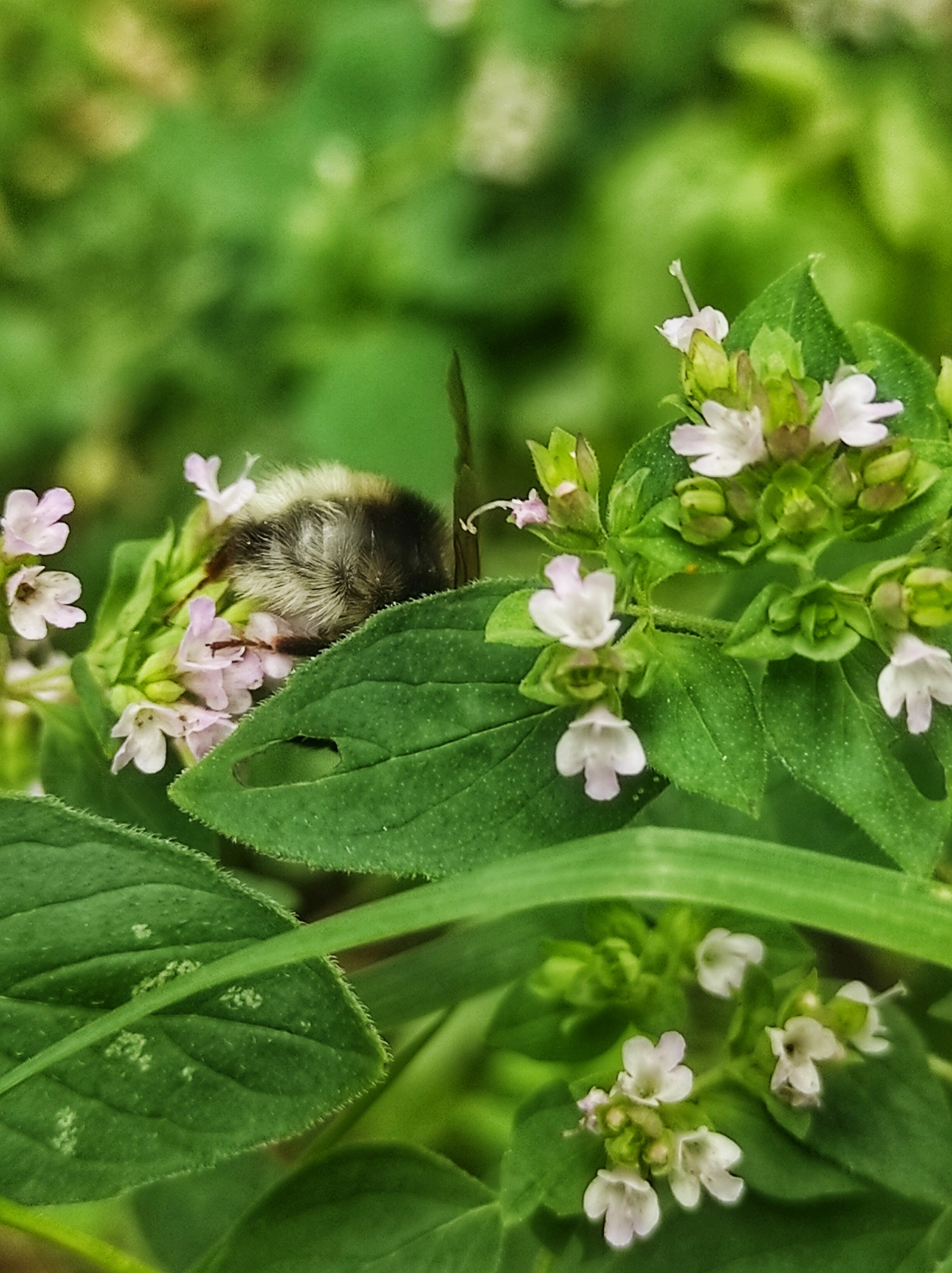 Bumblebee weekdays - My, Mobile photography, Bumblebee, Oregano, Longpost