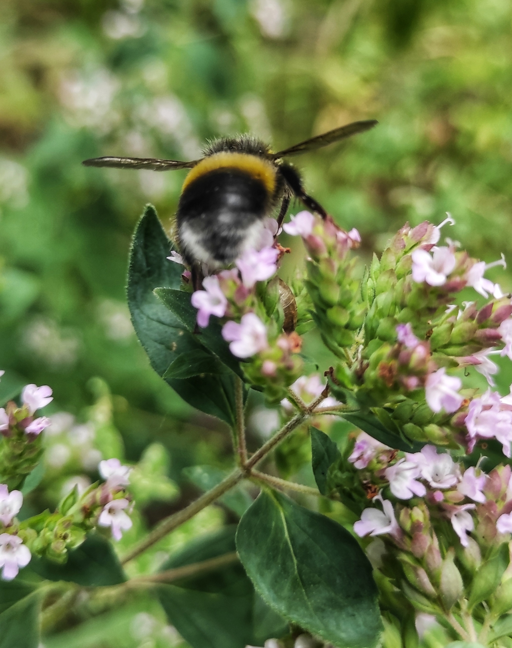 Bumblebee weekdays - My, Mobile photography, Bumblebee, Oregano, Longpost