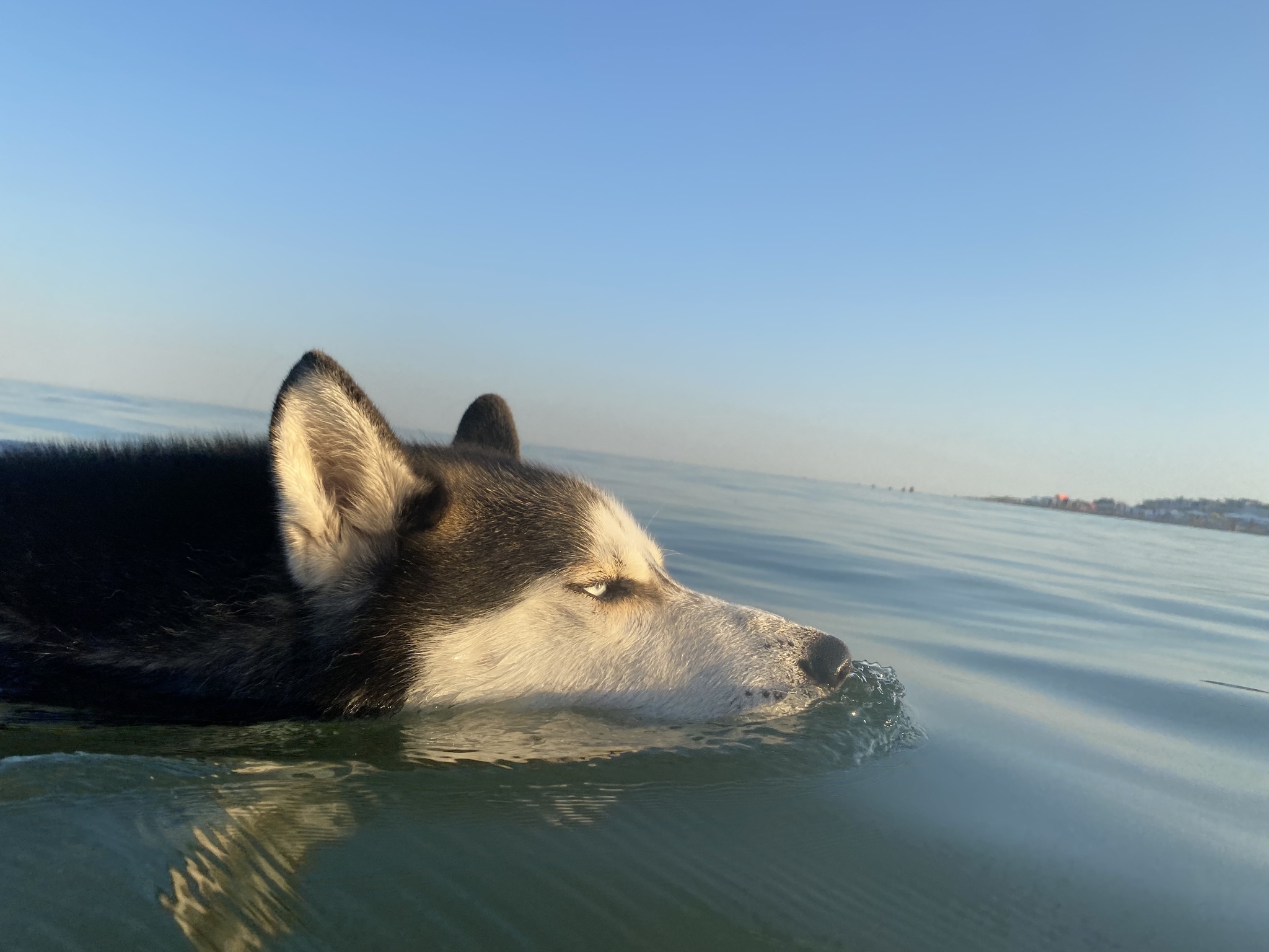 Хаски собака на море