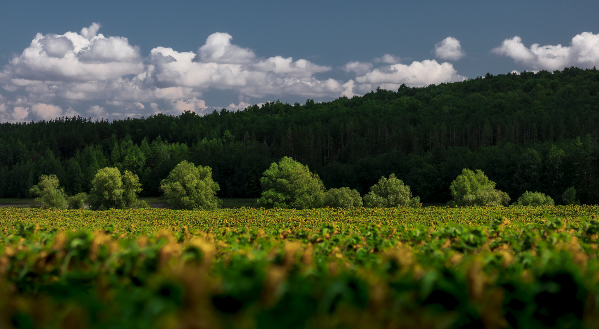 Summer motifs - My, Canon, Nature, beauty of nature, The nature of Russia, Landscape