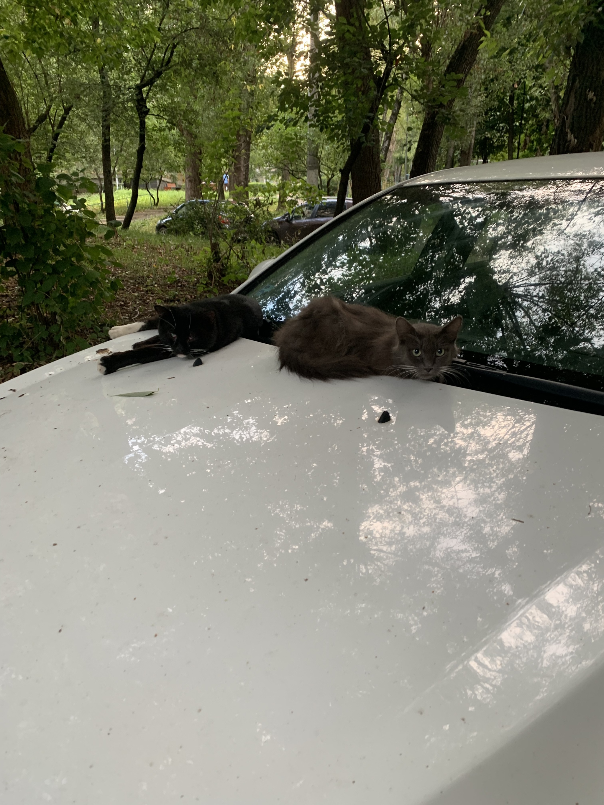 Resting well! - My, cat, Relaxation, Car, Yard, Homeless animals