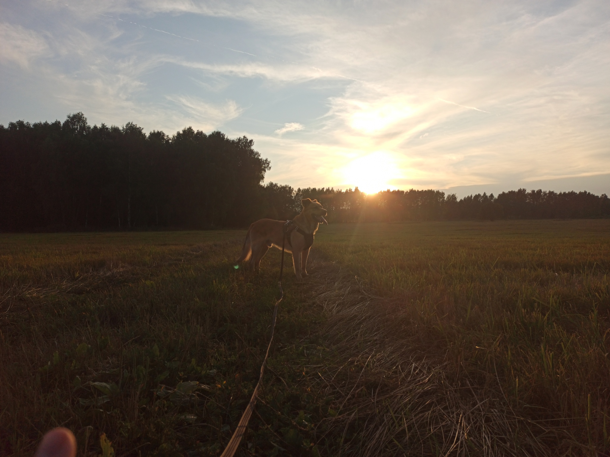 Sunset Walk - My, Dog, Walk, Sunset, Mobile photography, Dog lovers, Field, Forest, Longpost
