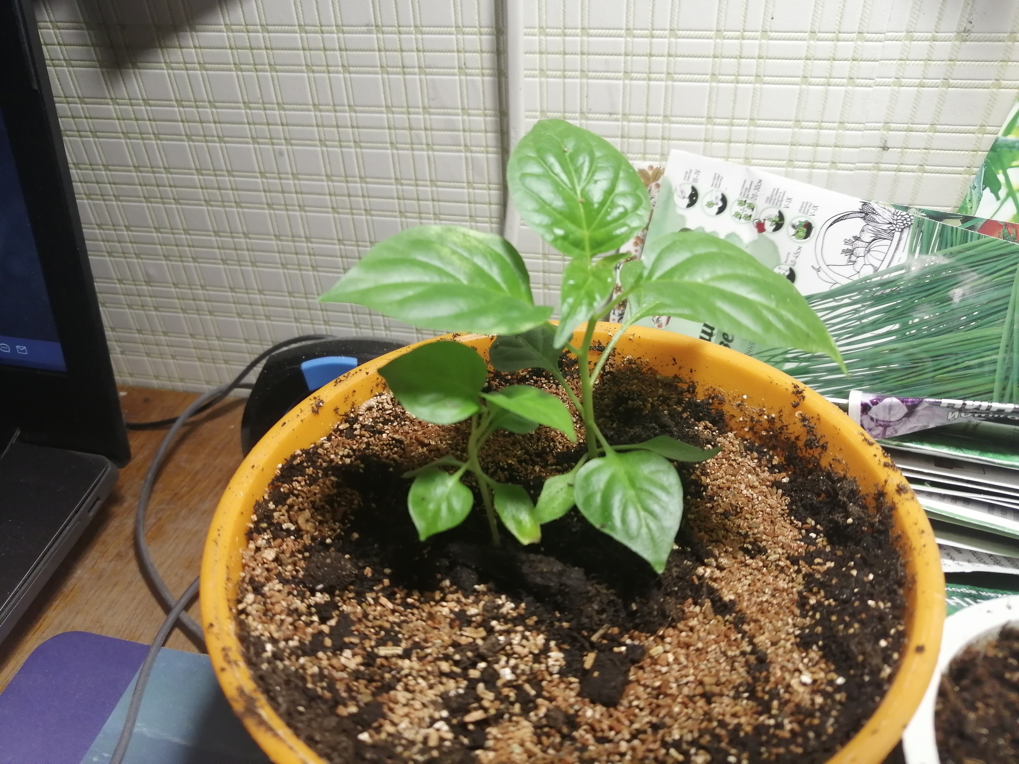 My peppers - My, Hot peppers, Vegetable garden on the windowsill, Mat, Longpost