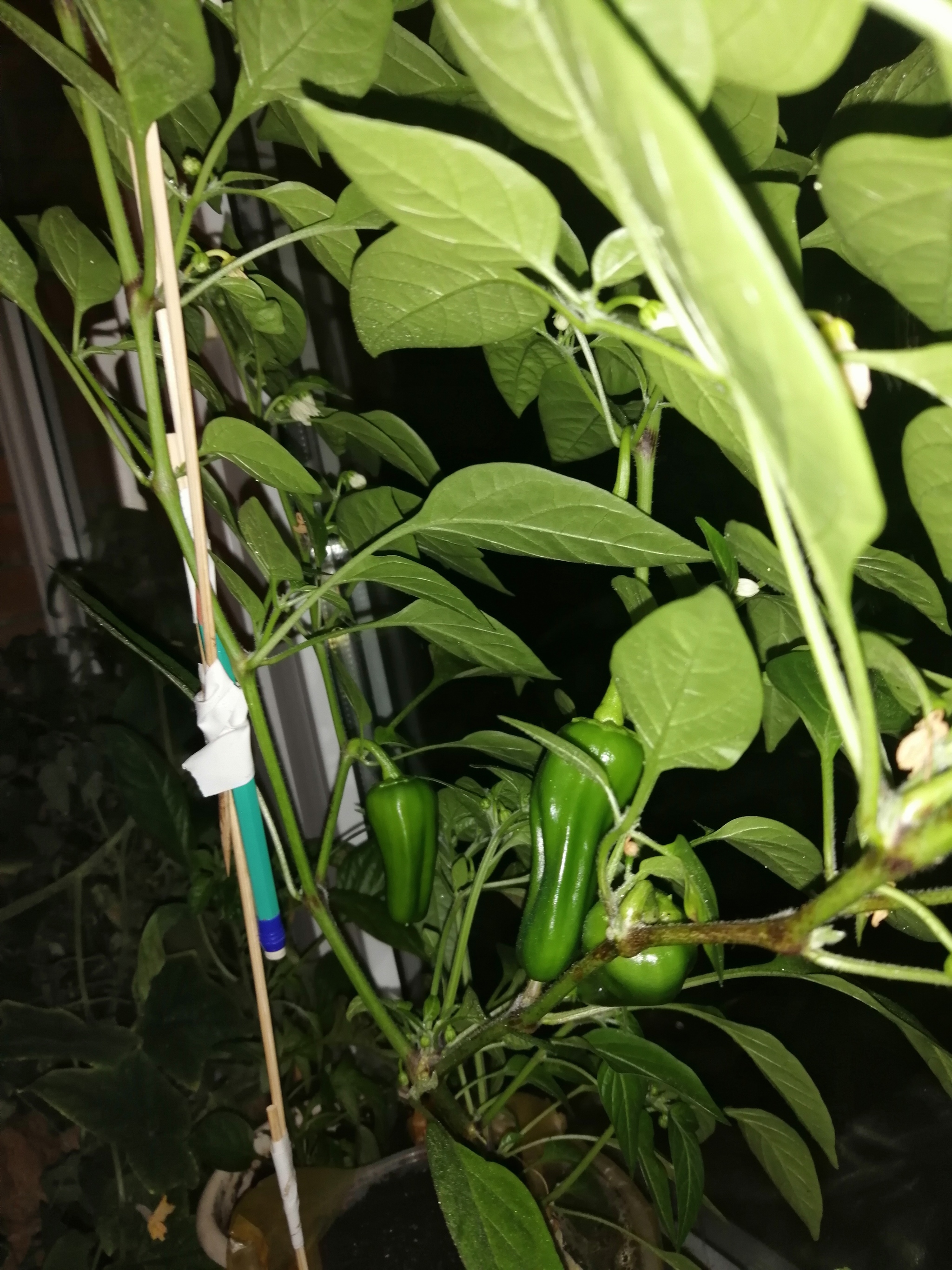 My peppers - My, Hot peppers, Vegetable garden on the windowsill, Mat, Longpost