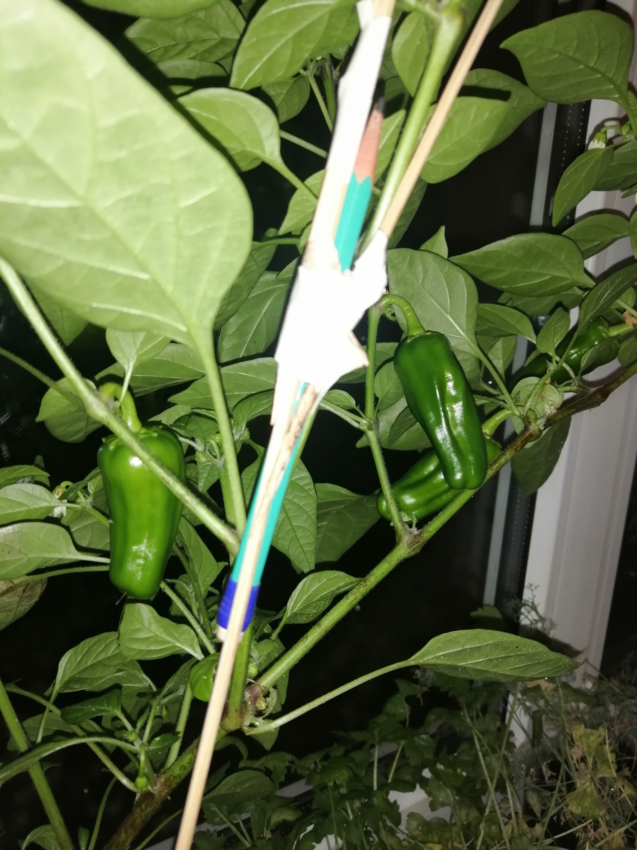 My peppers - My, Hot peppers, Vegetable garden on the windowsill, Mat, Longpost