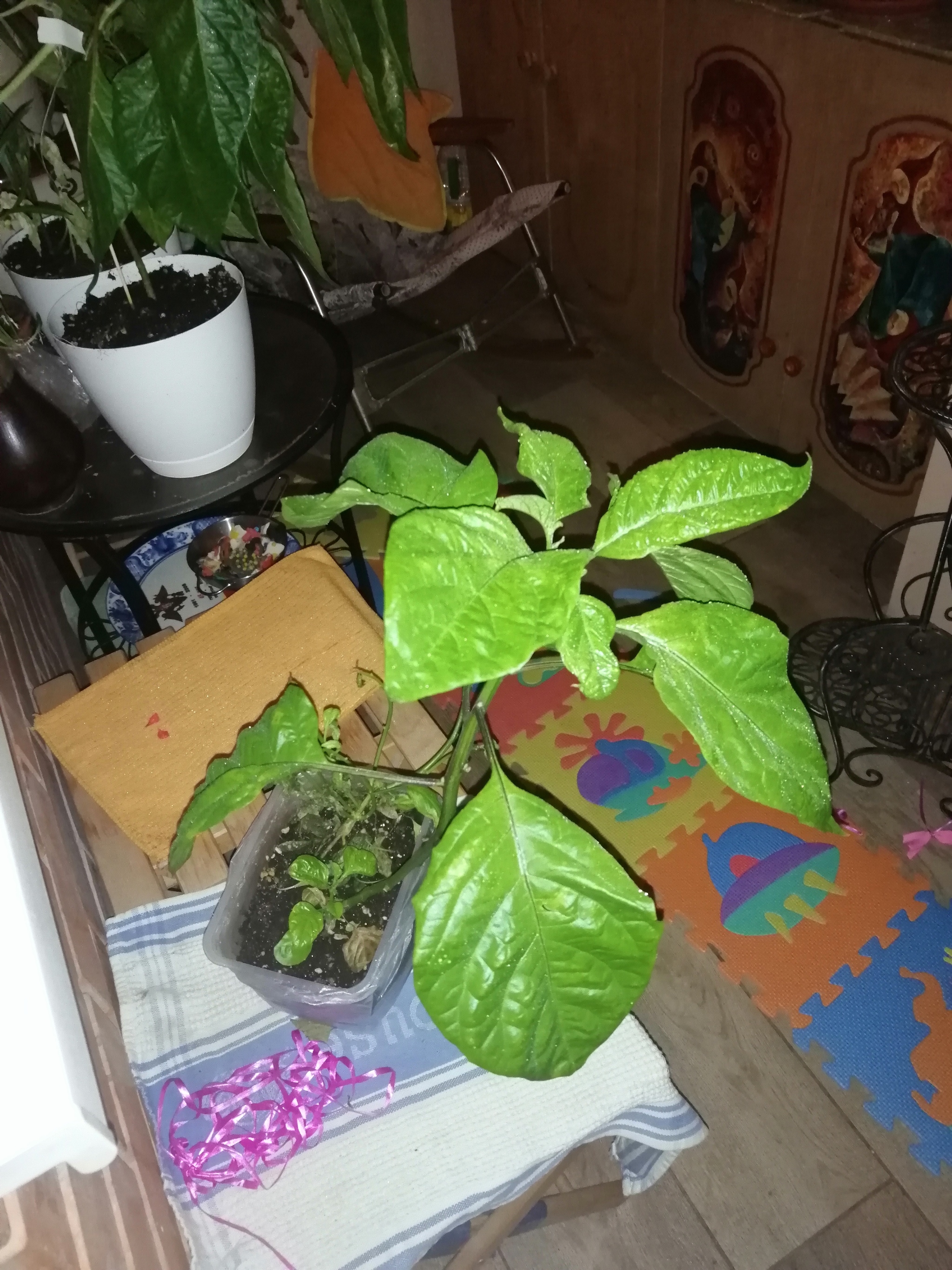 My peppers - My, Hot peppers, Vegetable garden on the windowsill, Mat, Longpost