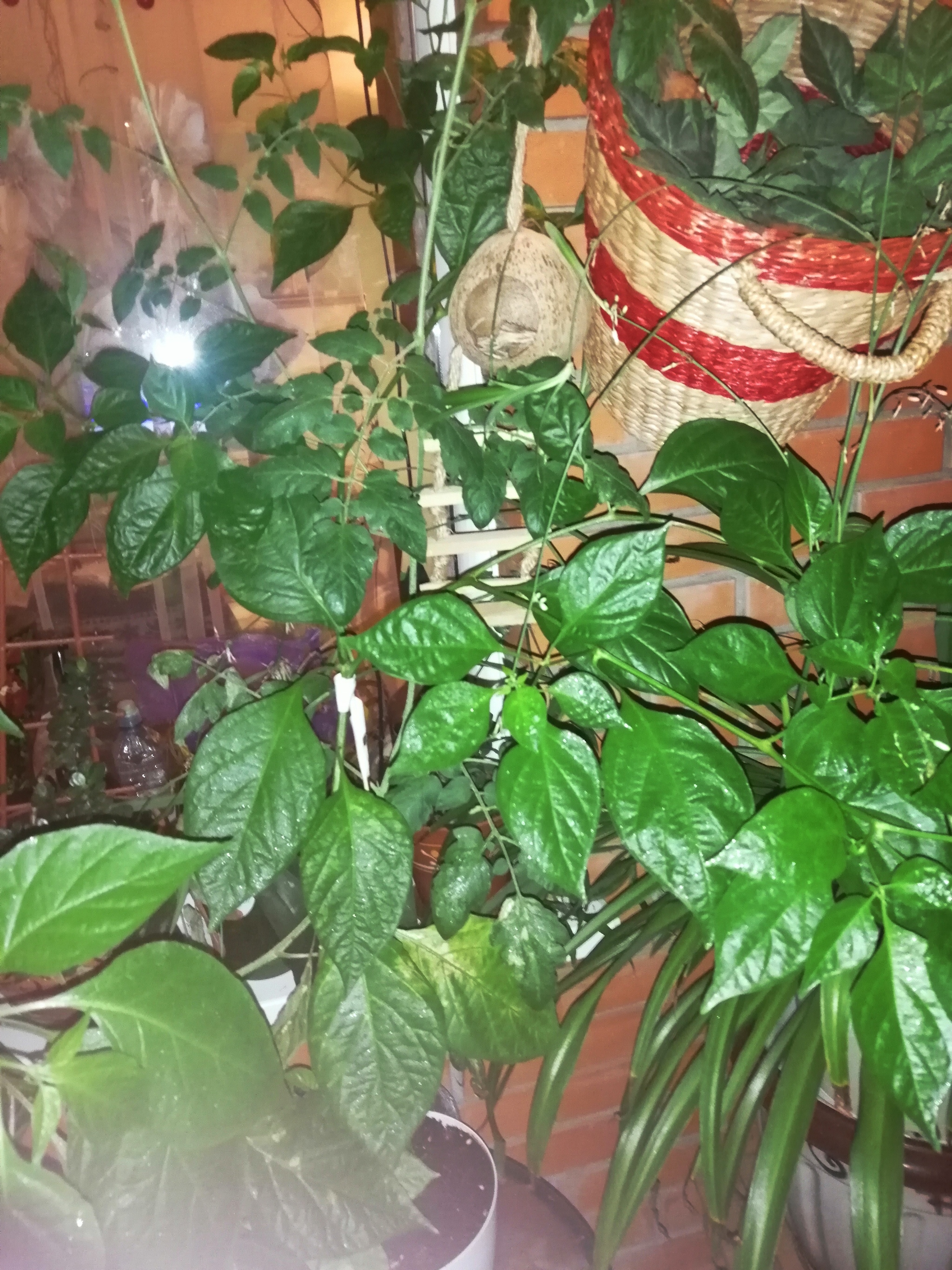 My peppers - My, Hot peppers, Vegetable garden on the windowsill, Mat, Longpost