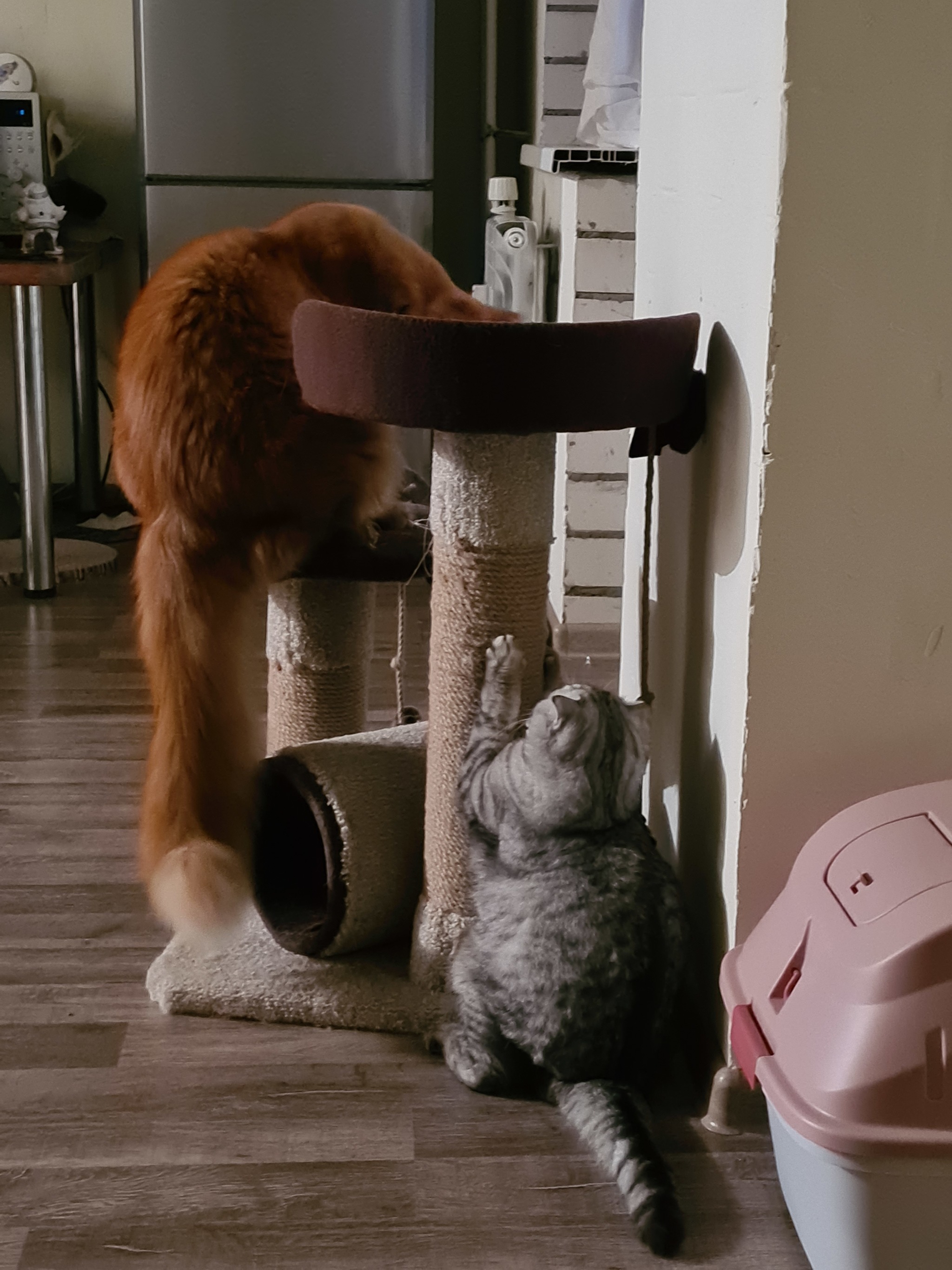 In a house where there are two cats, there is always fuss - My, The photo, cat, Maine Coon, Scottish lop-eared, Longpost