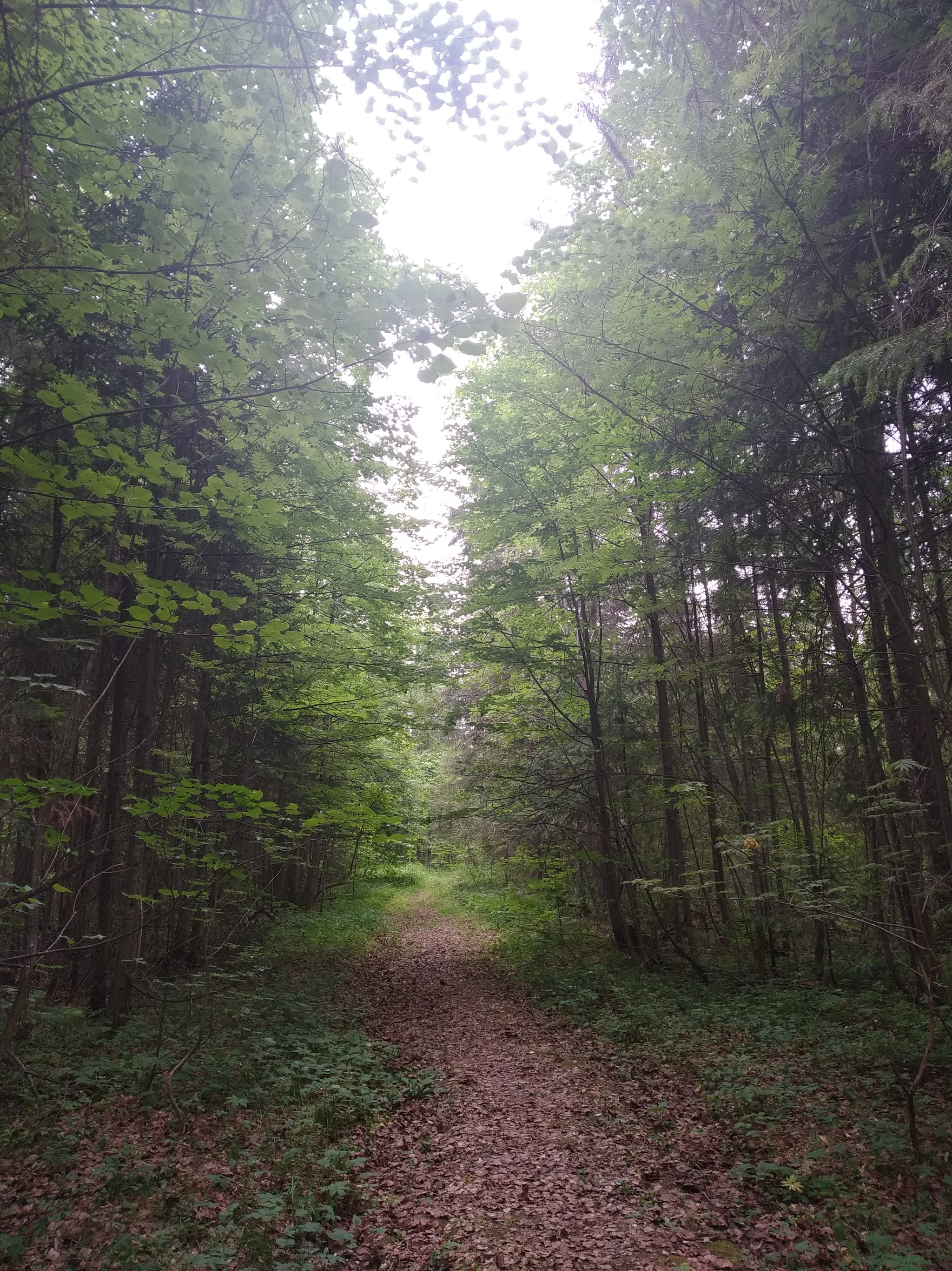 Walks in nature... - My, Nature, Forest, Pond, The photo, Longpost