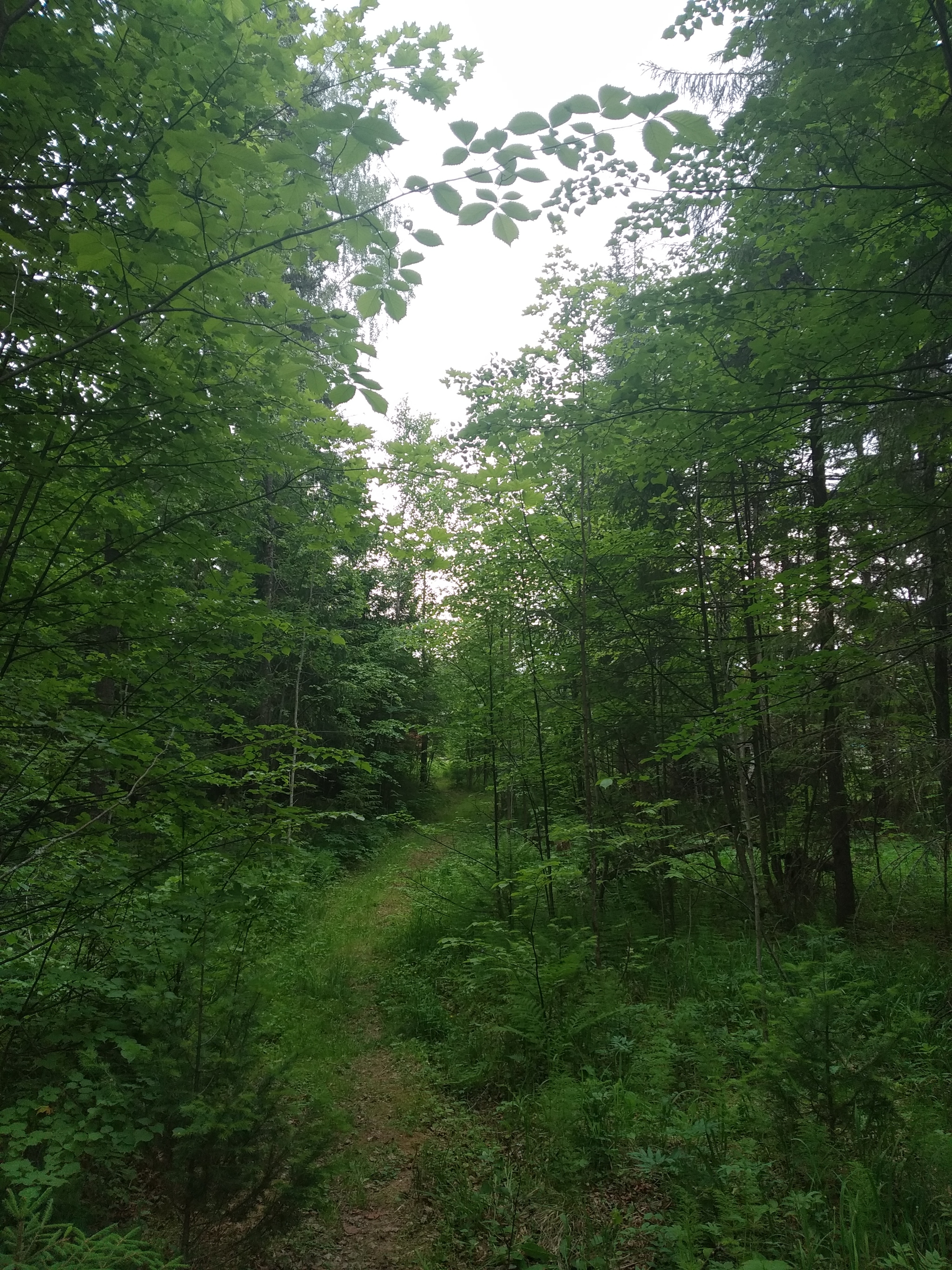 Walks in nature... - My, Nature, Forest, Pond, The photo, Longpost