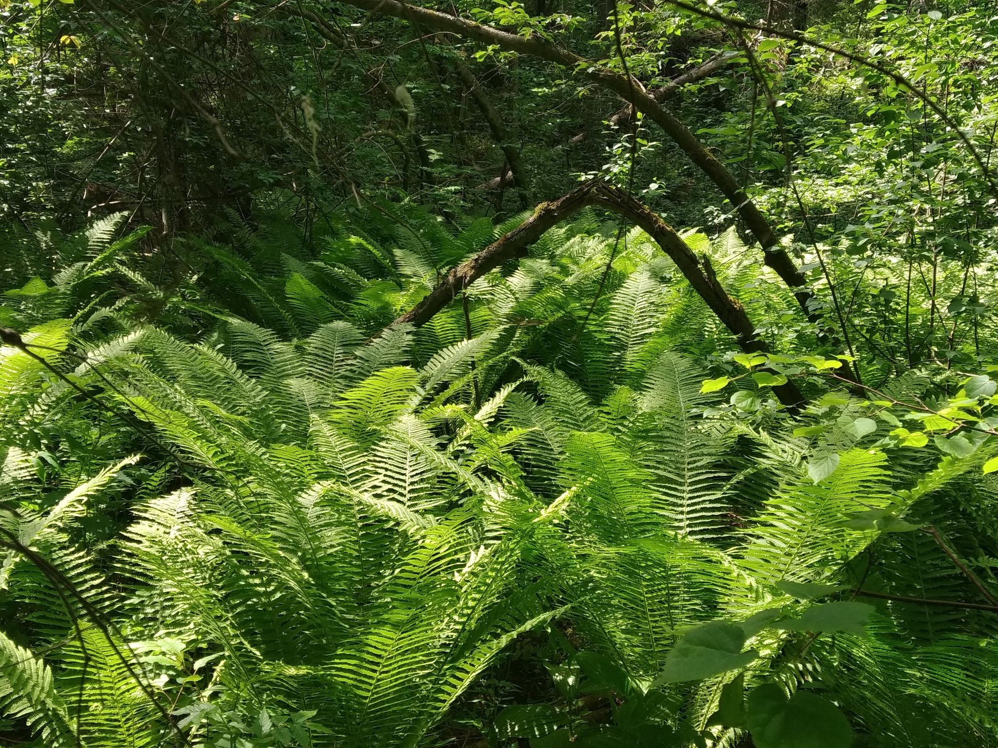 Walks in nature... - My, Nature, Forest, Pond, The photo, Longpost