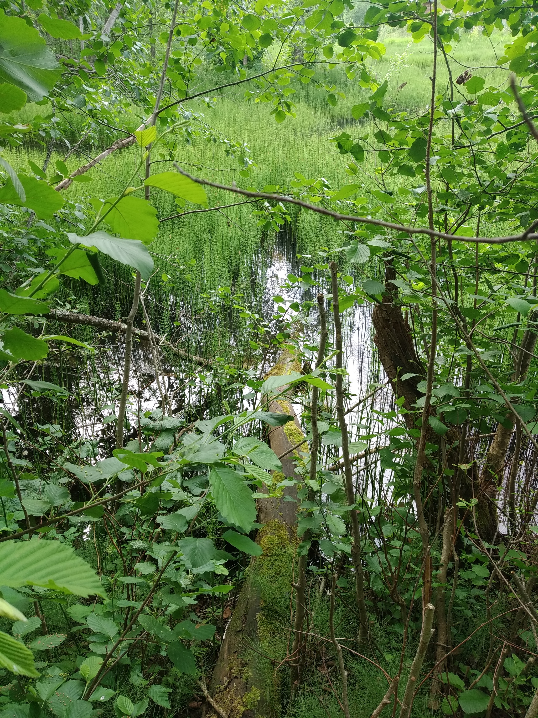 Walks in nature... - My, Nature, Forest, Pond, The photo, Longpost