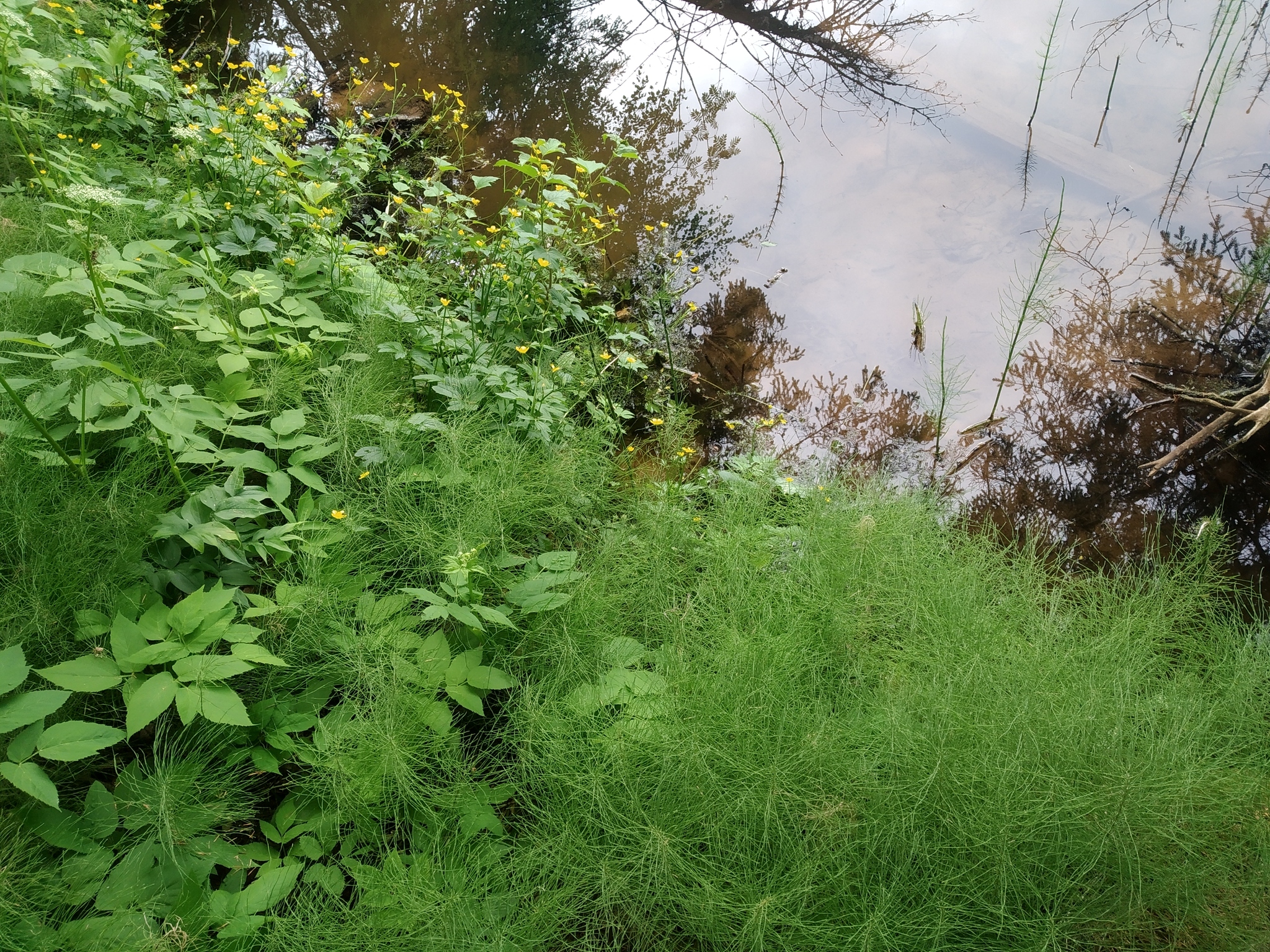 Walks in nature... - My, Nature, Forest, Pond, The photo, Longpost