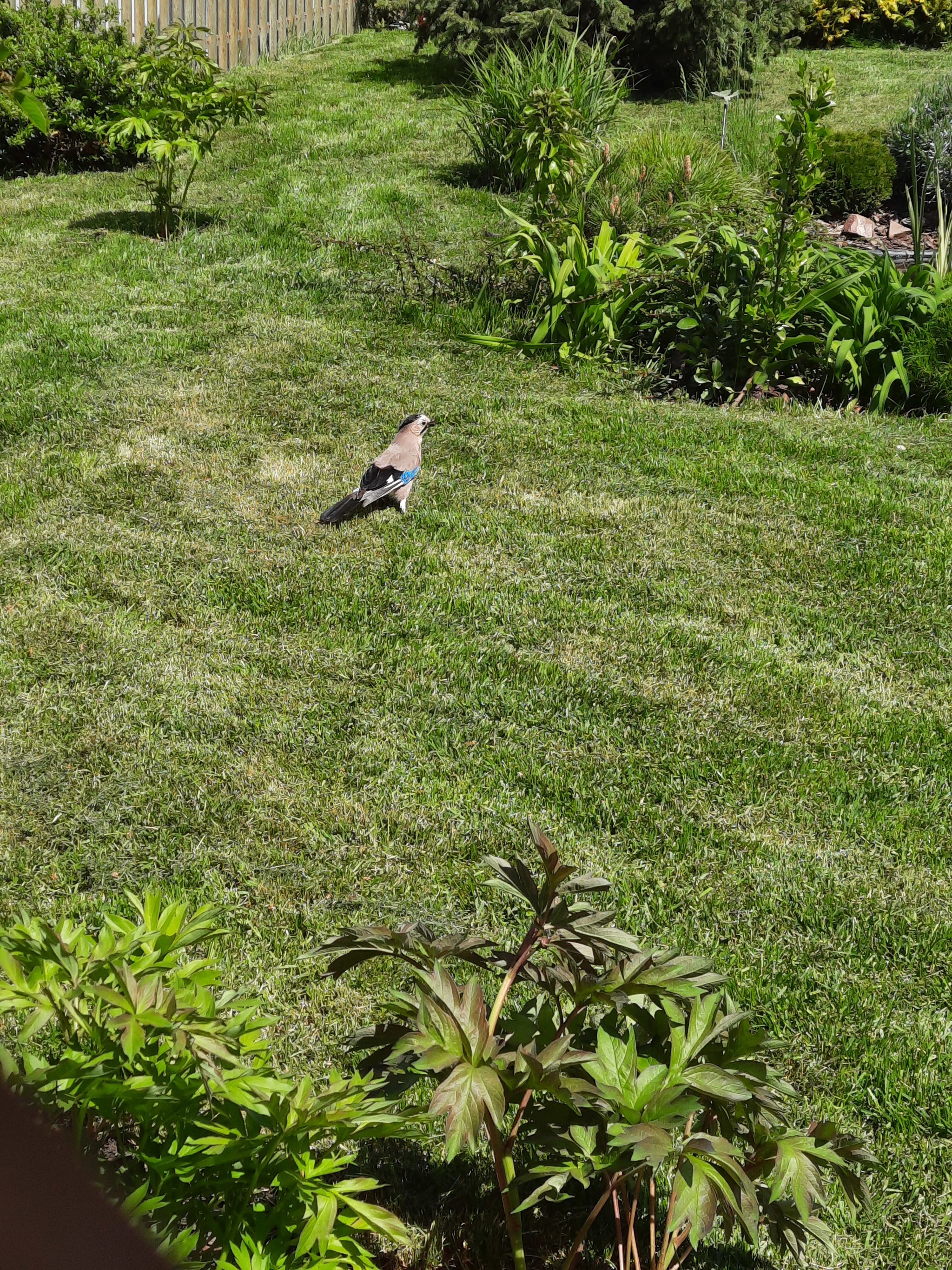 Jay on the lawn - My, Jay, Birds, Garden, Lawn, Longpost