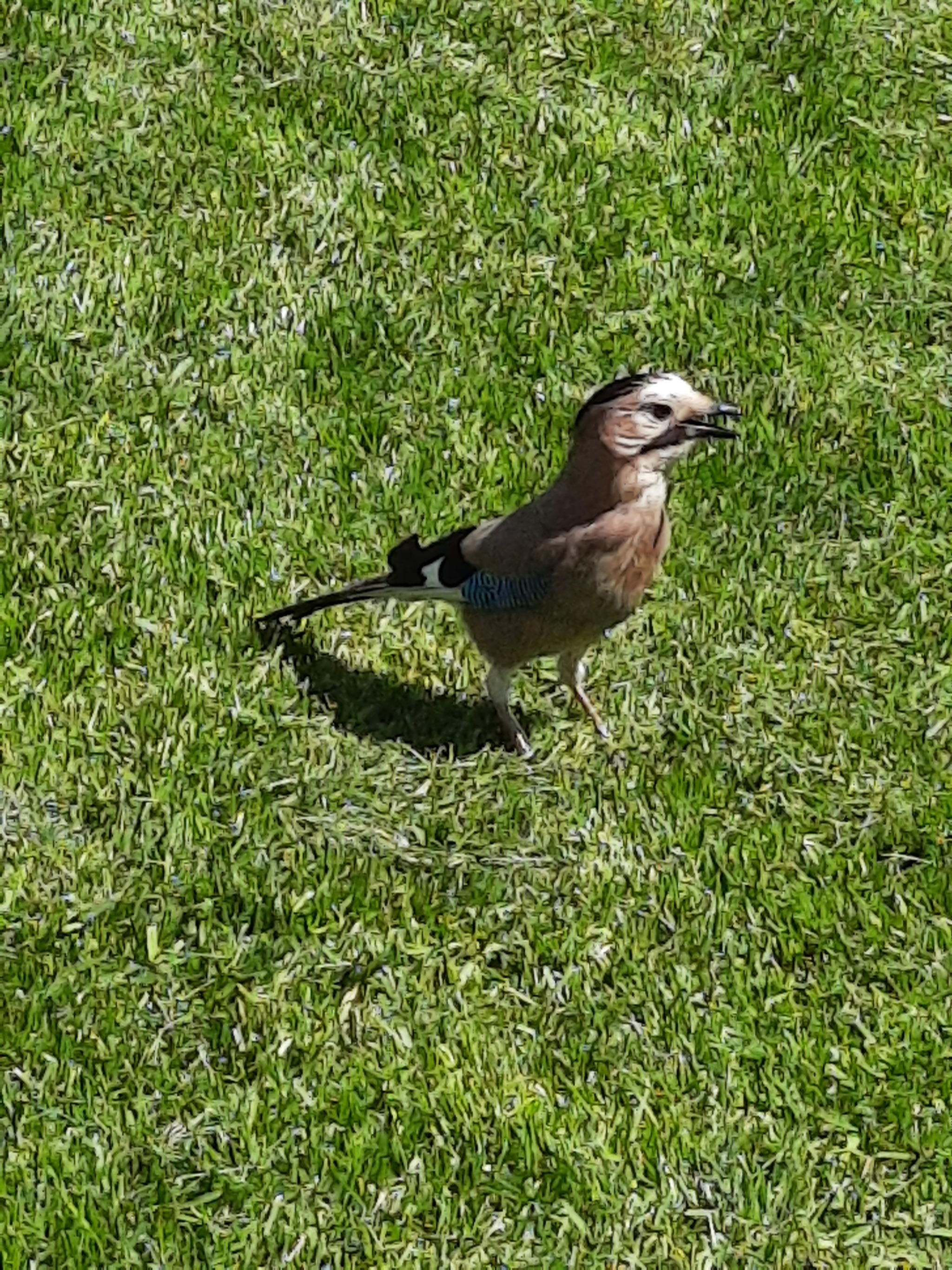 Jay on the lawn - My, Jay, Birds, Garden, Lawn, Longpost