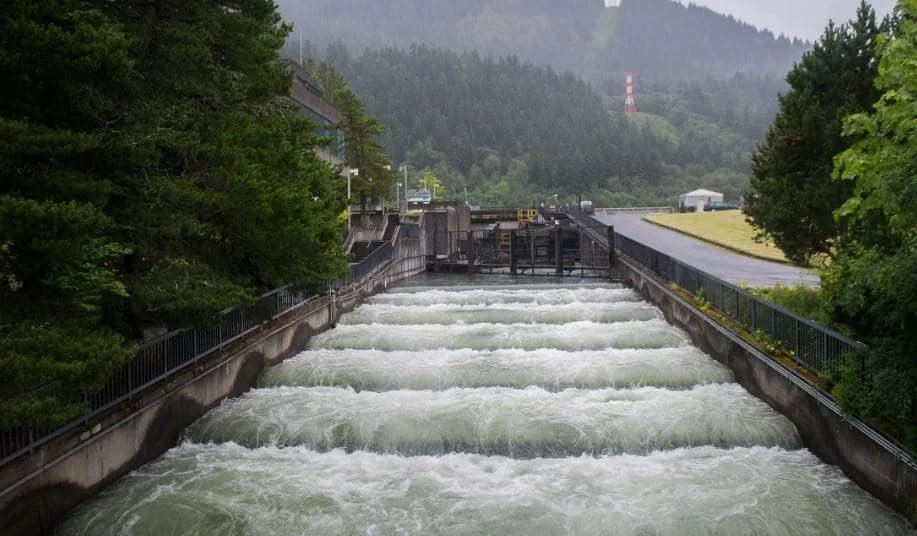 How do fish overcome hydroelectric obstacles - A fish, Fishing, Ecology, Dam, Hydroelectric power station, Stairs, Animal protection, A gun, , River, Dam, Longpost