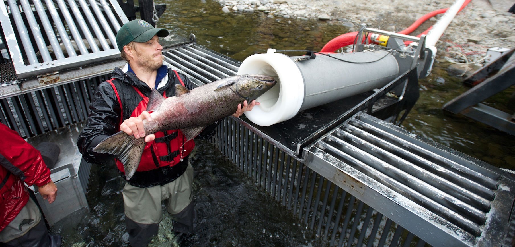 How do fish overcome hydroelectric obstacles - A fish, Fishing, Ecology, Dam, Hydroelectric power station, Stairs, Animal protection, A gun, , River, Dam, Longpost