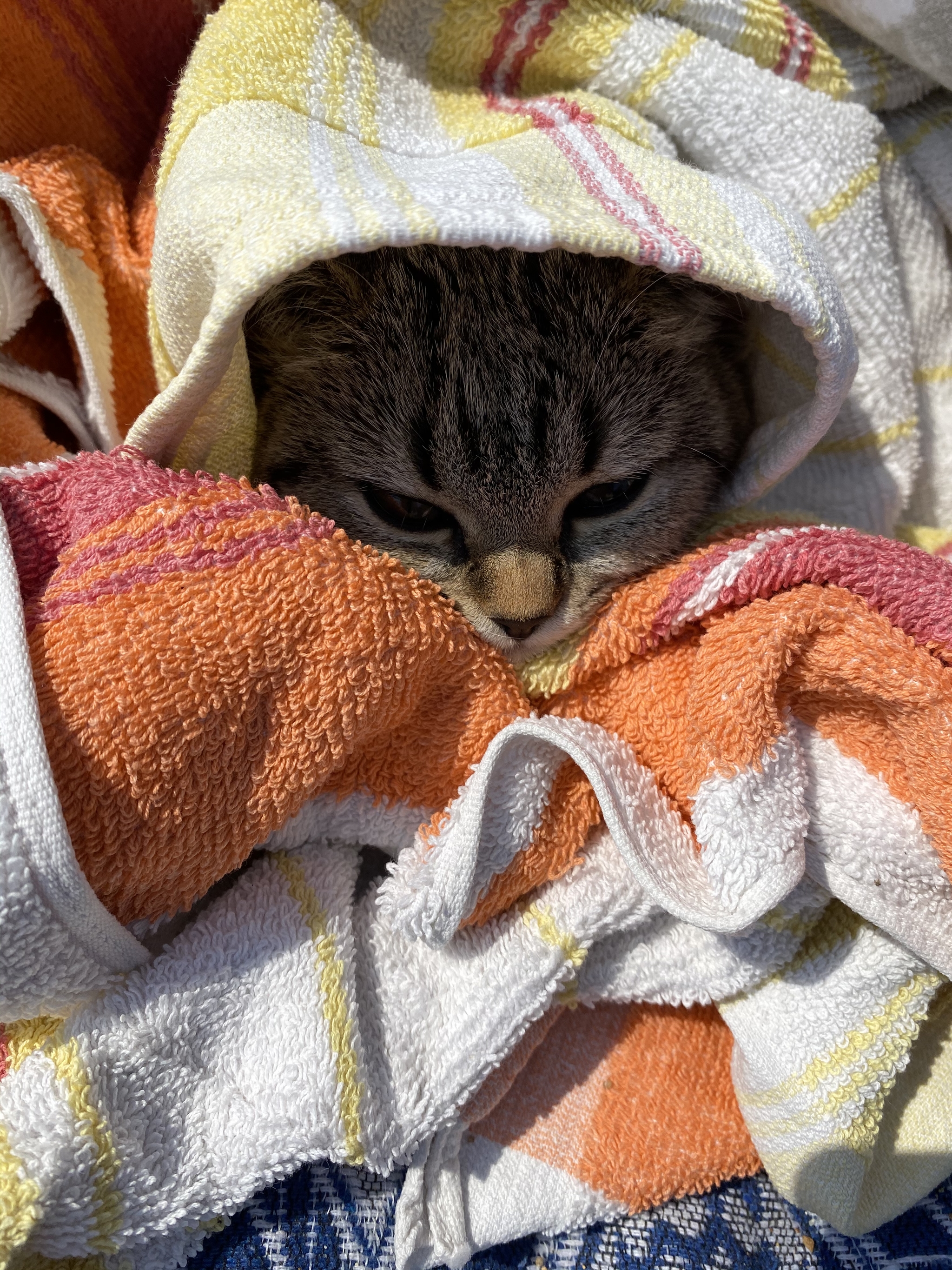 Coward - My, cat, Milota, Hide and seek, Towel