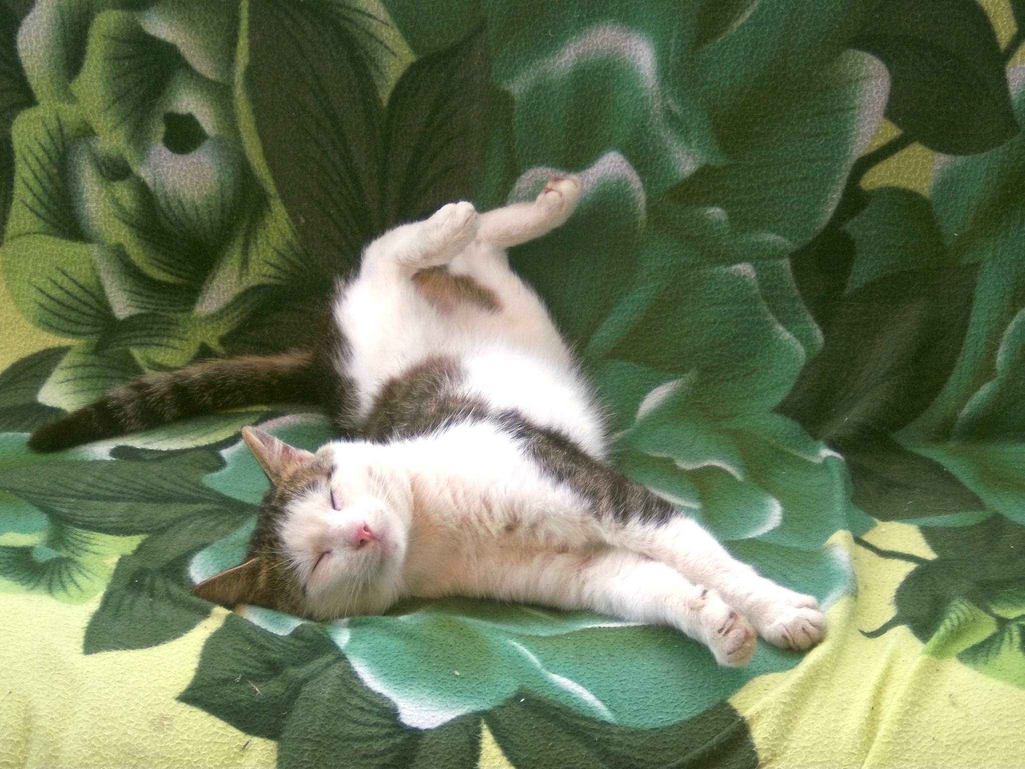 It's hot here - My, cat, Milota, Heat, Summer