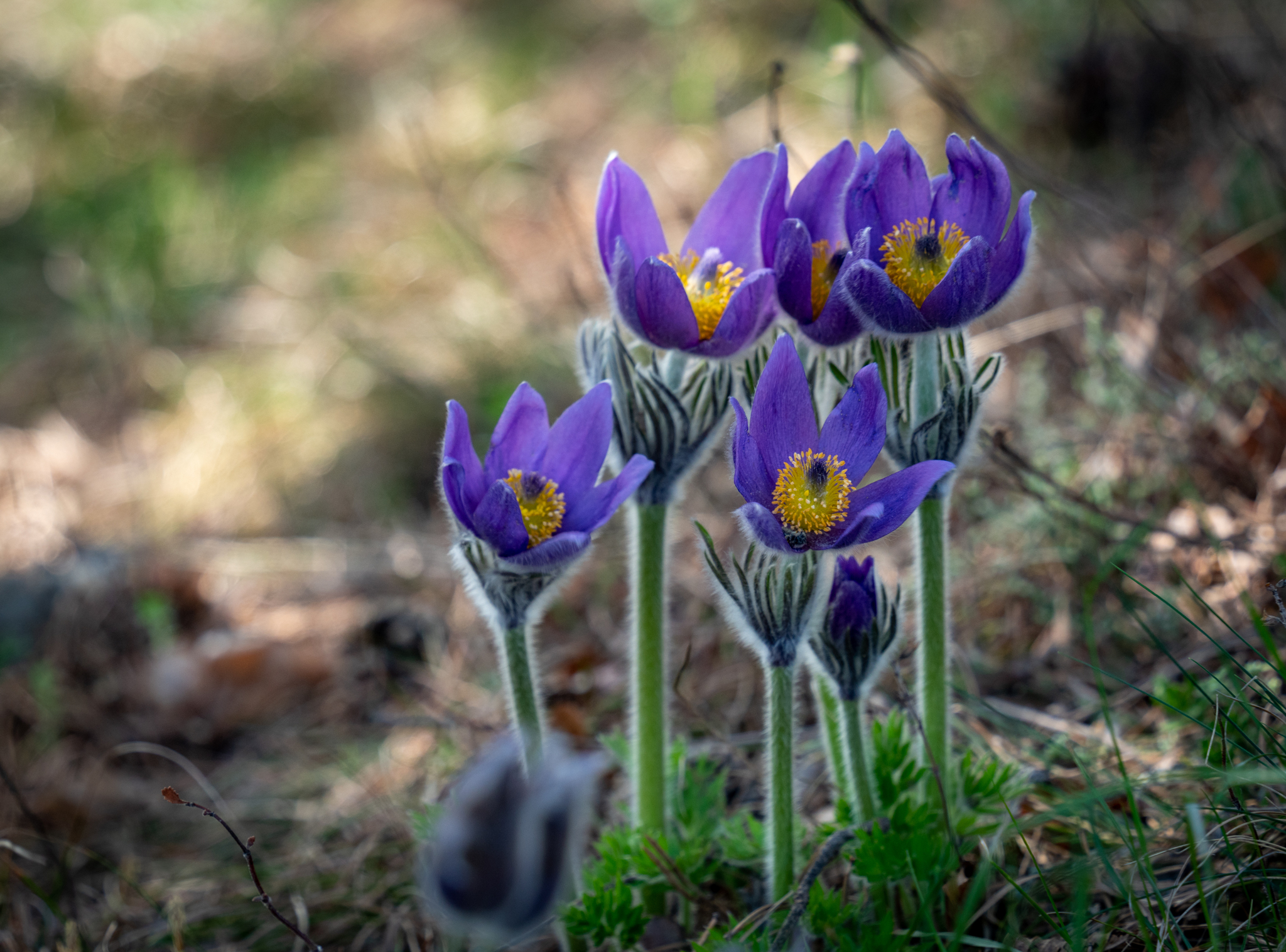 [May 2021] Crimea, Demerdzhi - My, Crimea, The mountains, Hiking, The photo, Beginning photographer, Longpost