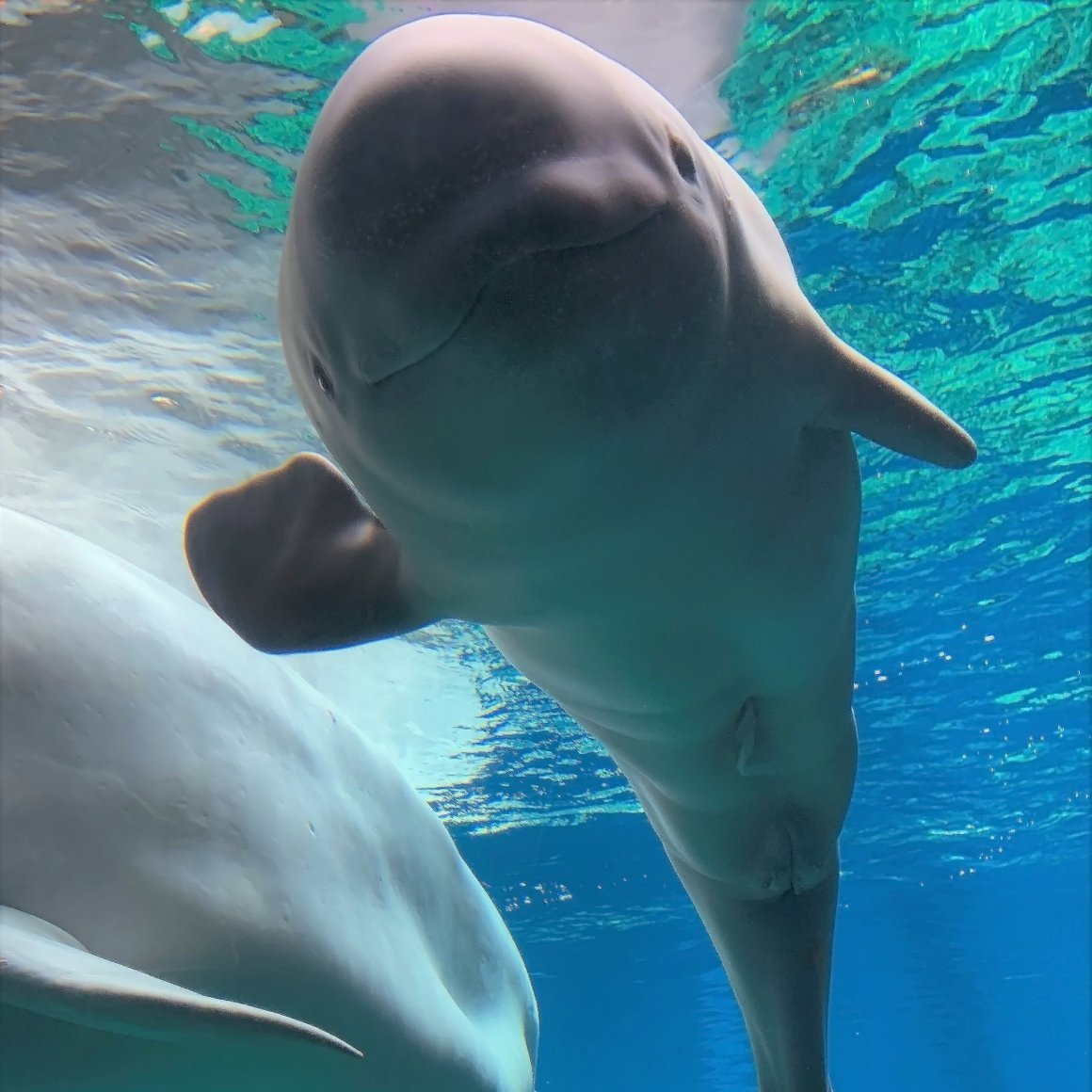 Don't Ride Beluga Whales: Marine Mammal Experts Circulate a Memo on How to Behave When Encountering Whales - Belukha, Whale, Wild animals, Primorsky Krai, Animal protection, Animal Rescue, Japanese Sea, Interesting, Longpost, Beluga whales