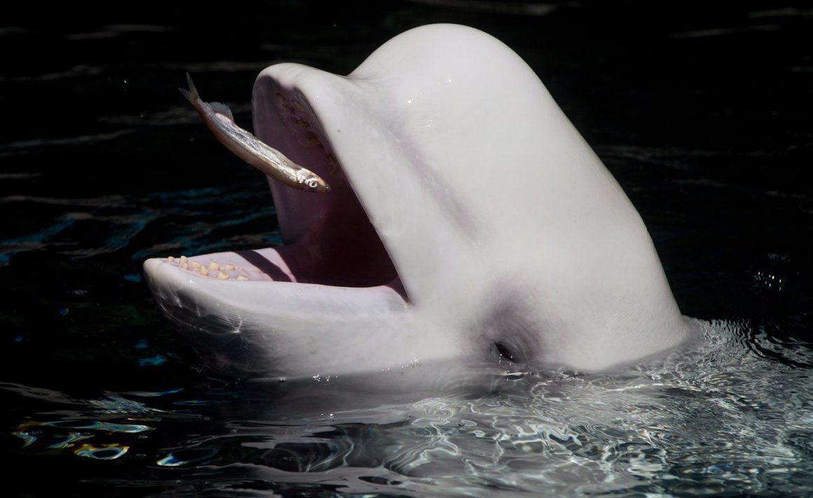 Don't Ride Beluga Whales: Marine Mammal Experts Circulate a Memo on How to Behave When Encountering Whales - Belukha, Whale, Wild animals, Primorsky Krai, Animal protection, Animal Rescue, Japanese Sea, Interesting, Longpost, Beluga whales