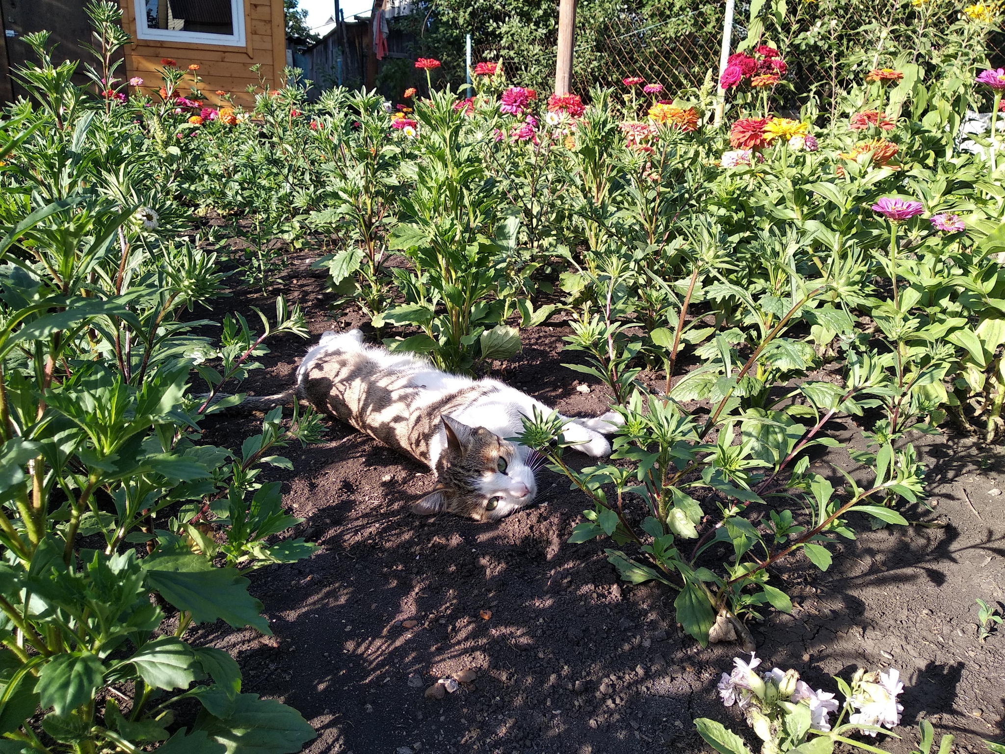 flower cat - My, Flowers, Garden, cat, Longpost