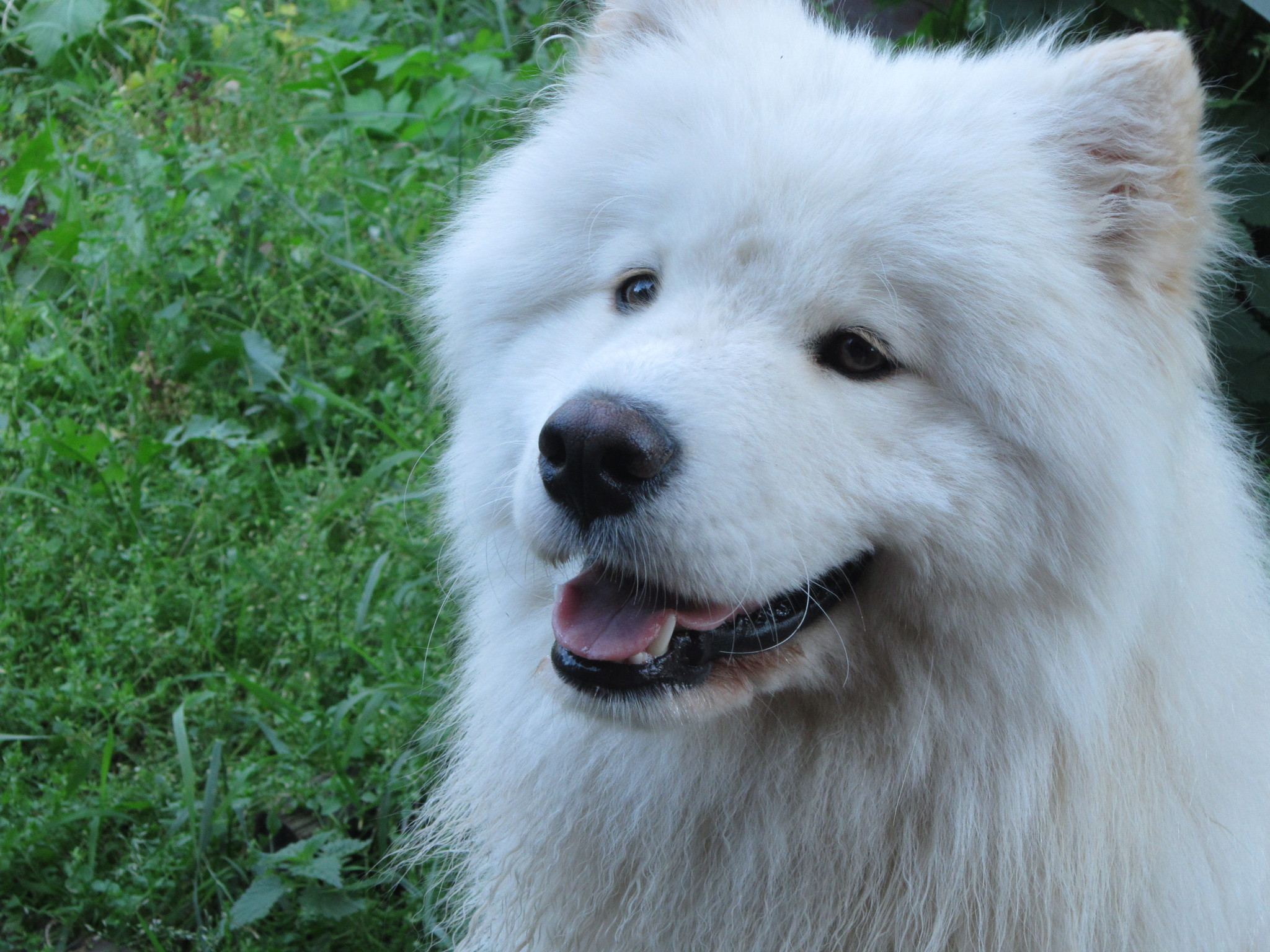 Reply to the post Samoyed dog: a few shortcomings of the breed, which are unlikely to be told in the kennel - My, Animals, Dog, Samoyed, Yandex Zen, Reply to post, Text, Longpost