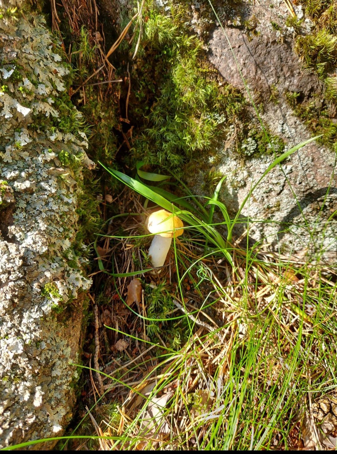 Norwegian summer forest - My, Nature, Forest, Wonderland, Longpost