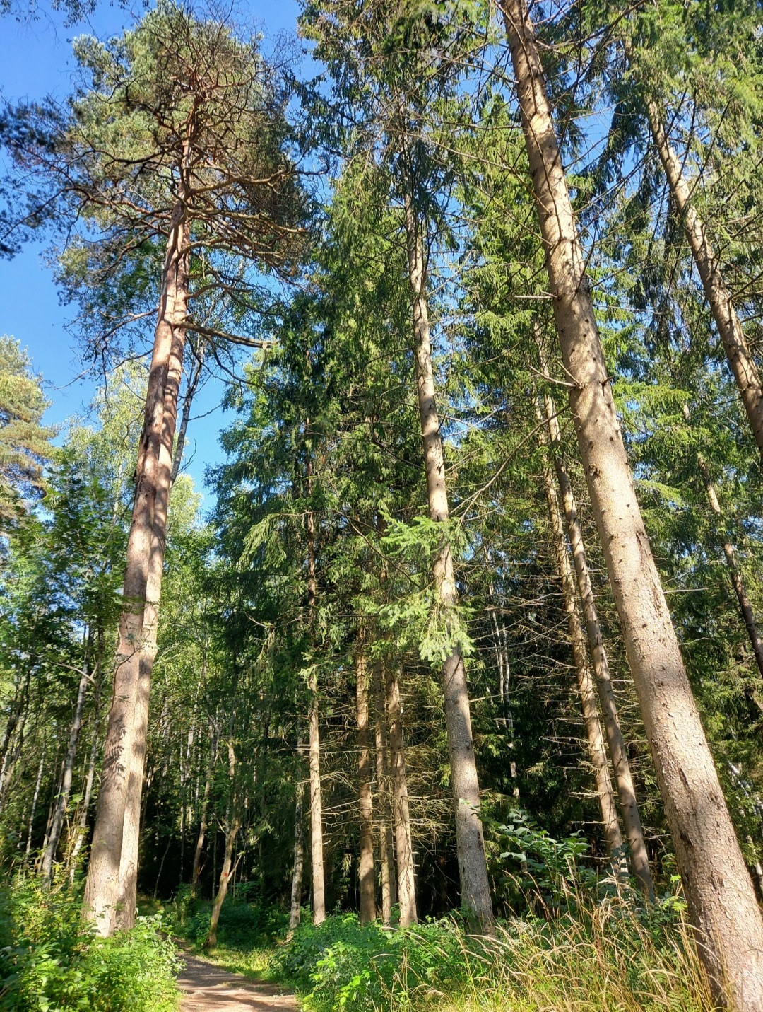 Norwegian summer forest - My, Nature, Forest, Wonderland, Longpost