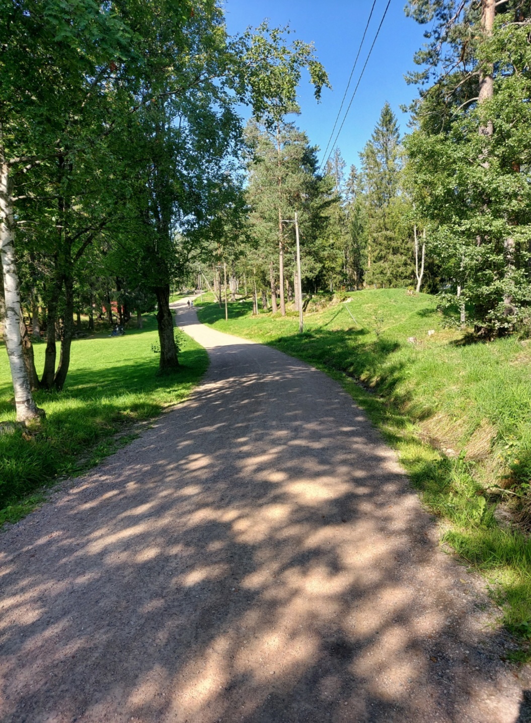 Norwegian summer forest - My, Nature, Forest, Wonderland, Longpost