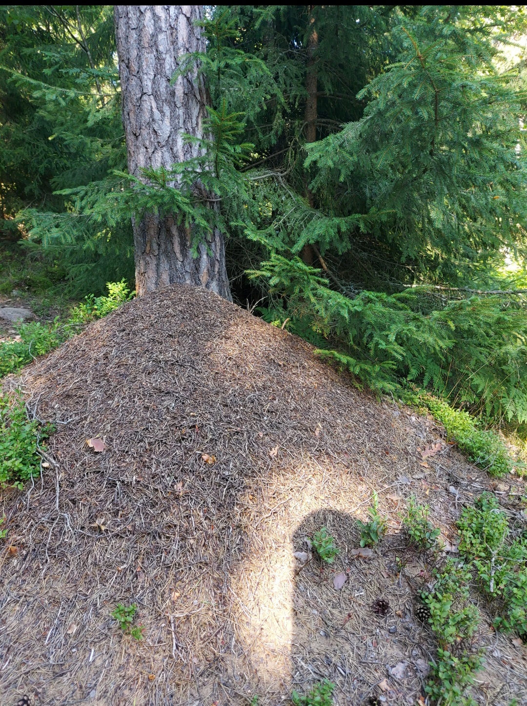 Norwegian summer forest - My, Nature, Forest, Wonderland, Longpost