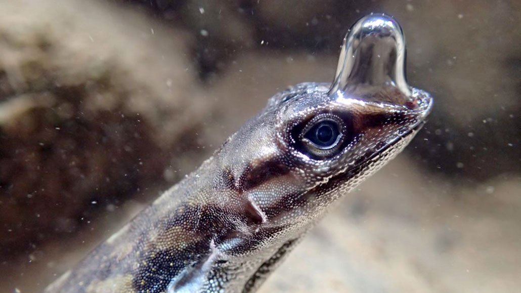 Learning to breathe underwater - Wild animals, Lizard, Breath, Interesting, The national geographic