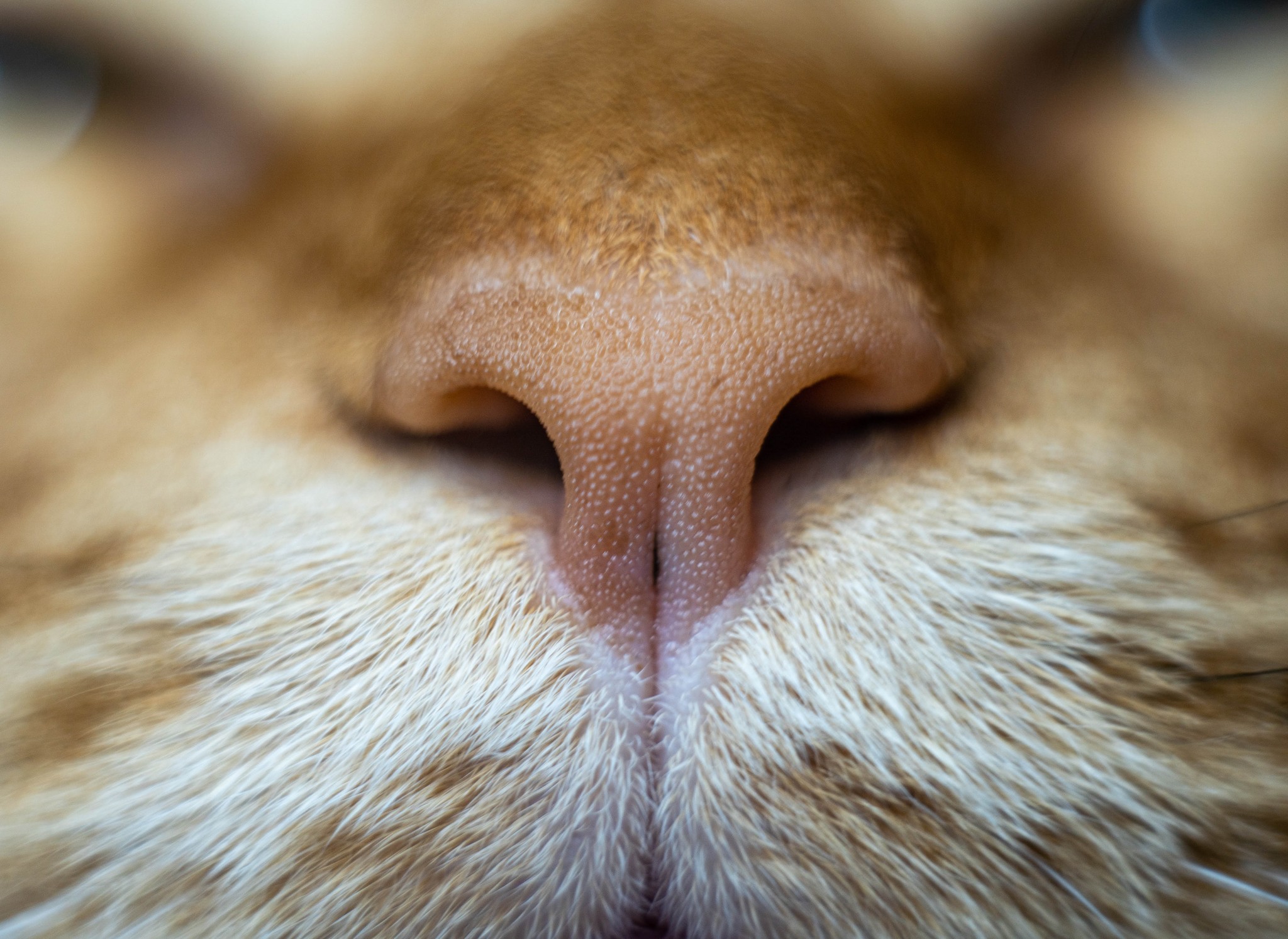 Nose - My, cat, Nose, Maine Coon, Macro photography