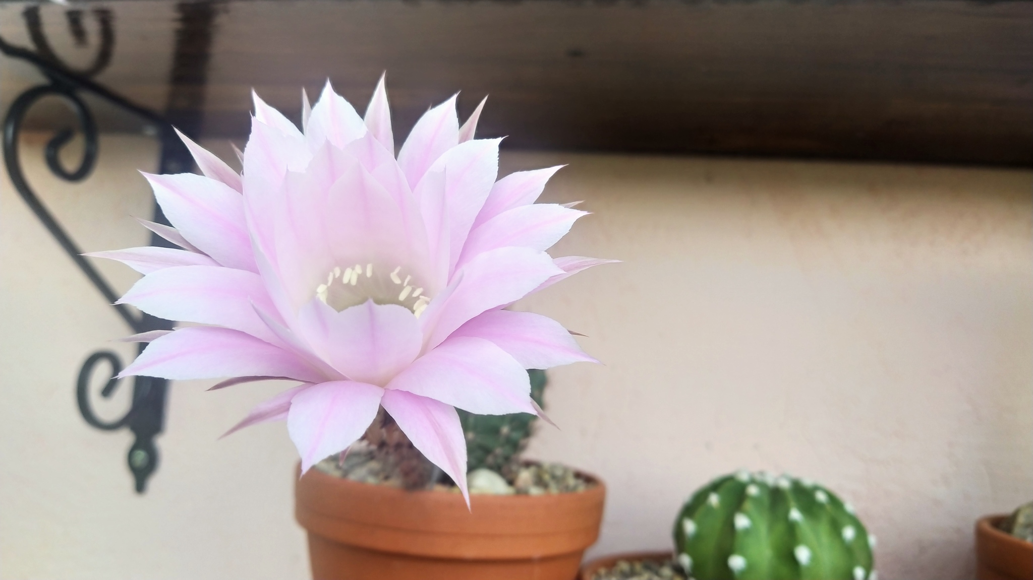 Echinopsis cactus - My, Echinopsis cactus, Blooming cacti, Flowers, Houseplants, Longpost