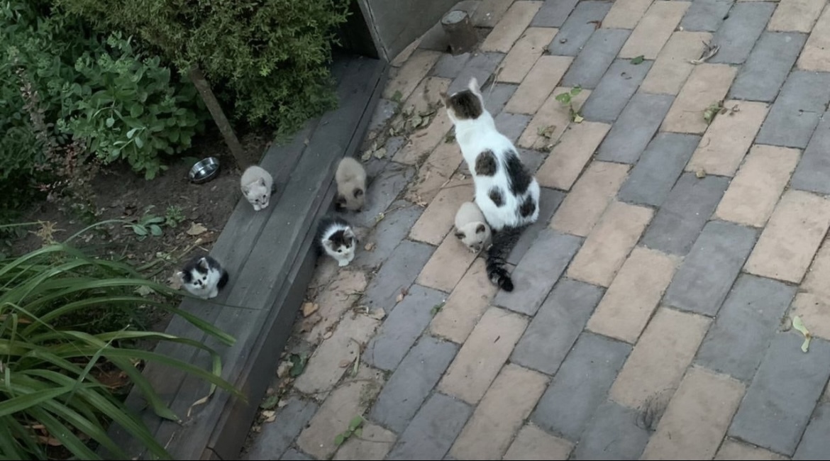 Kittens need a home, not rated - My, Kittens, No rating, Search, In good hands, Zelenograd, Moscow region, Video, cat