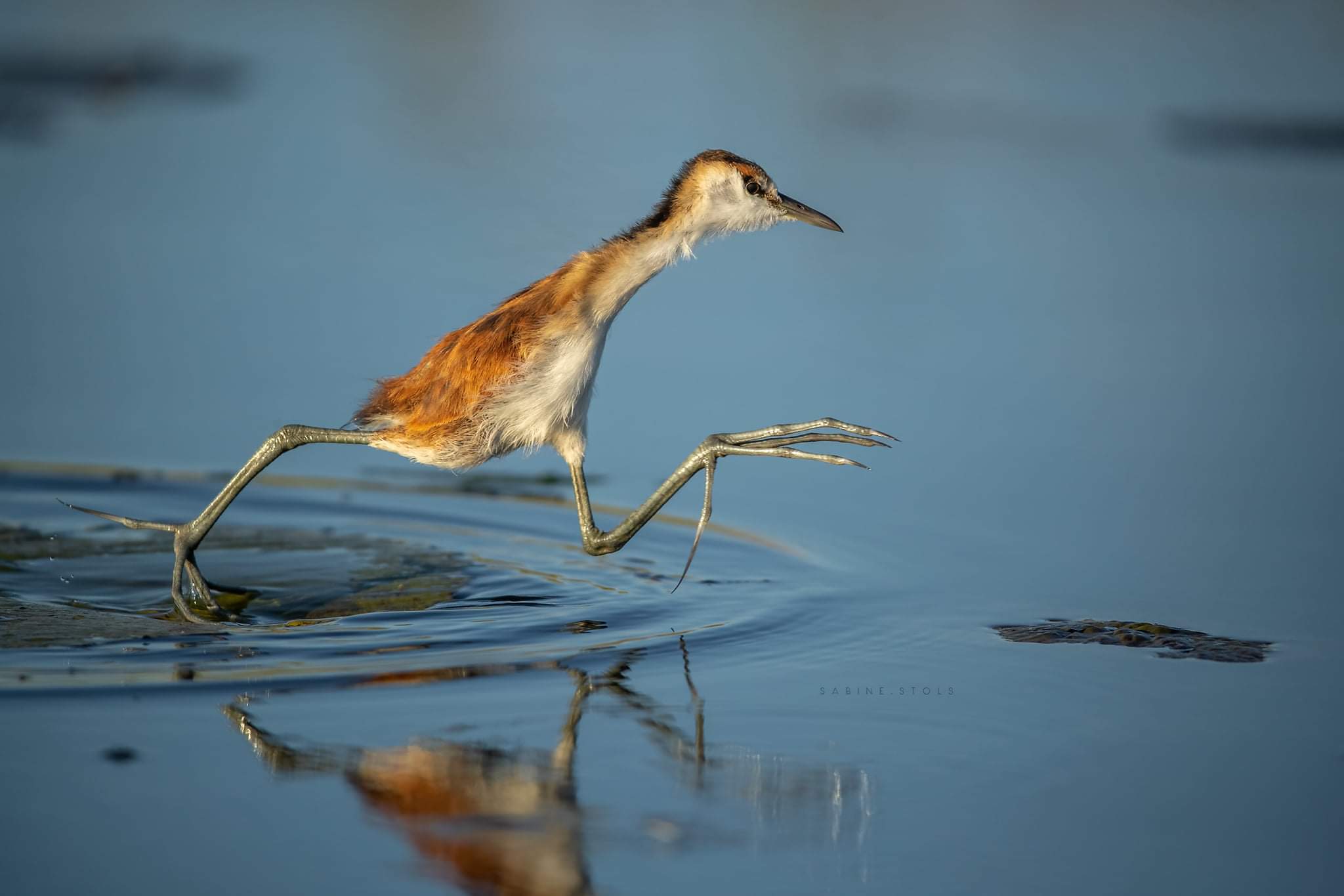 You wicked, I'll leave you - Birds, The photo