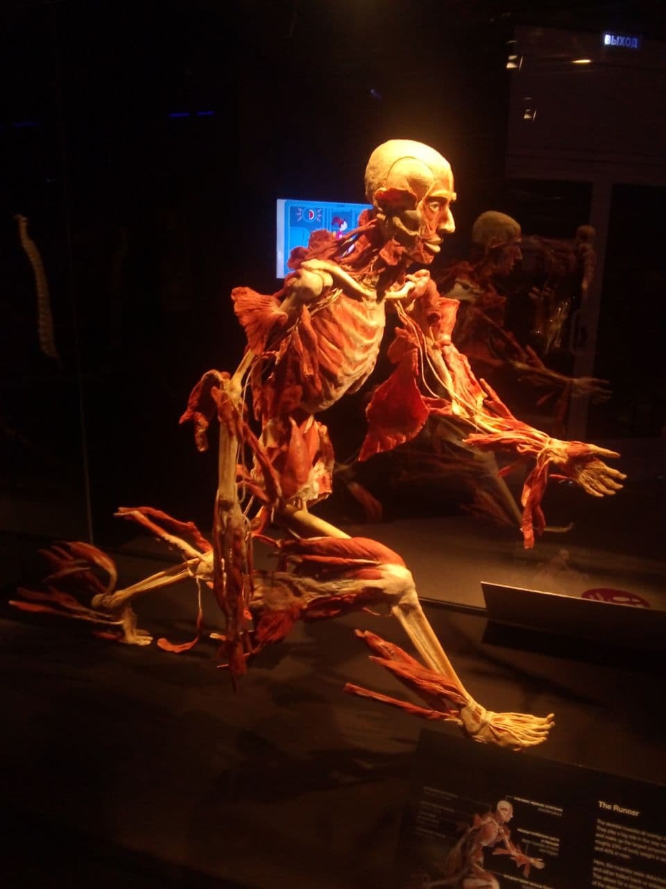 Mummies Museum Moscow - My, VDNKh, Anatomy, Education, 12+, Longpost, Plastination, GГјnther von Haggens