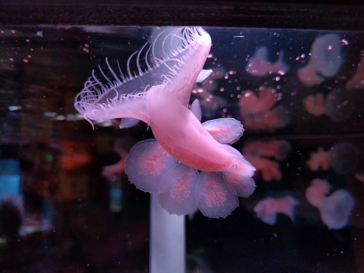 Melibe leonina: Creepy clam spreads its mouth hood to collapse its prey in it - Clam, Ocean, Predator, Yandex Zen, Animal book, Longpost